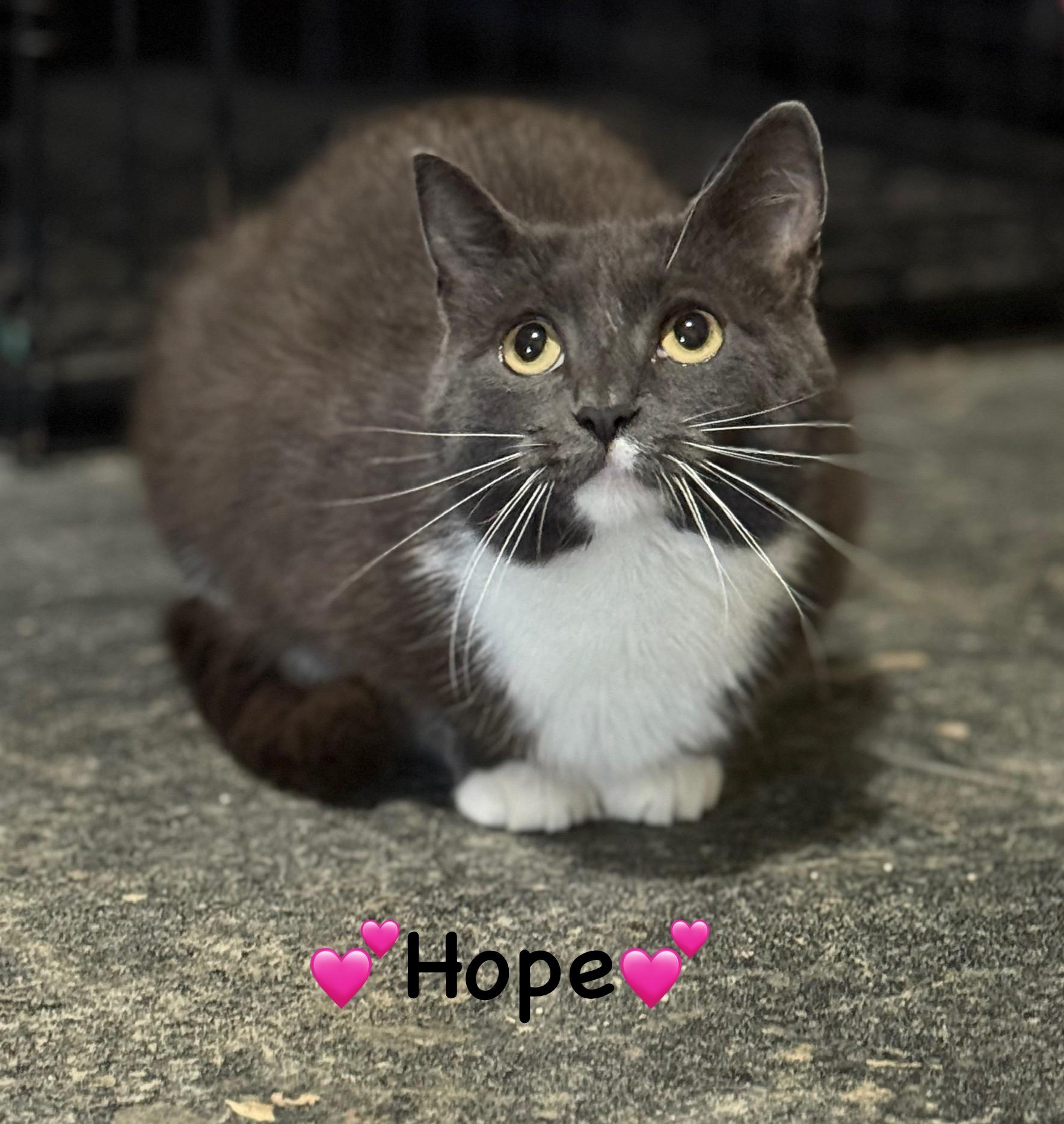 Hope, Adoptable, Young Female Domestic Short Hair.