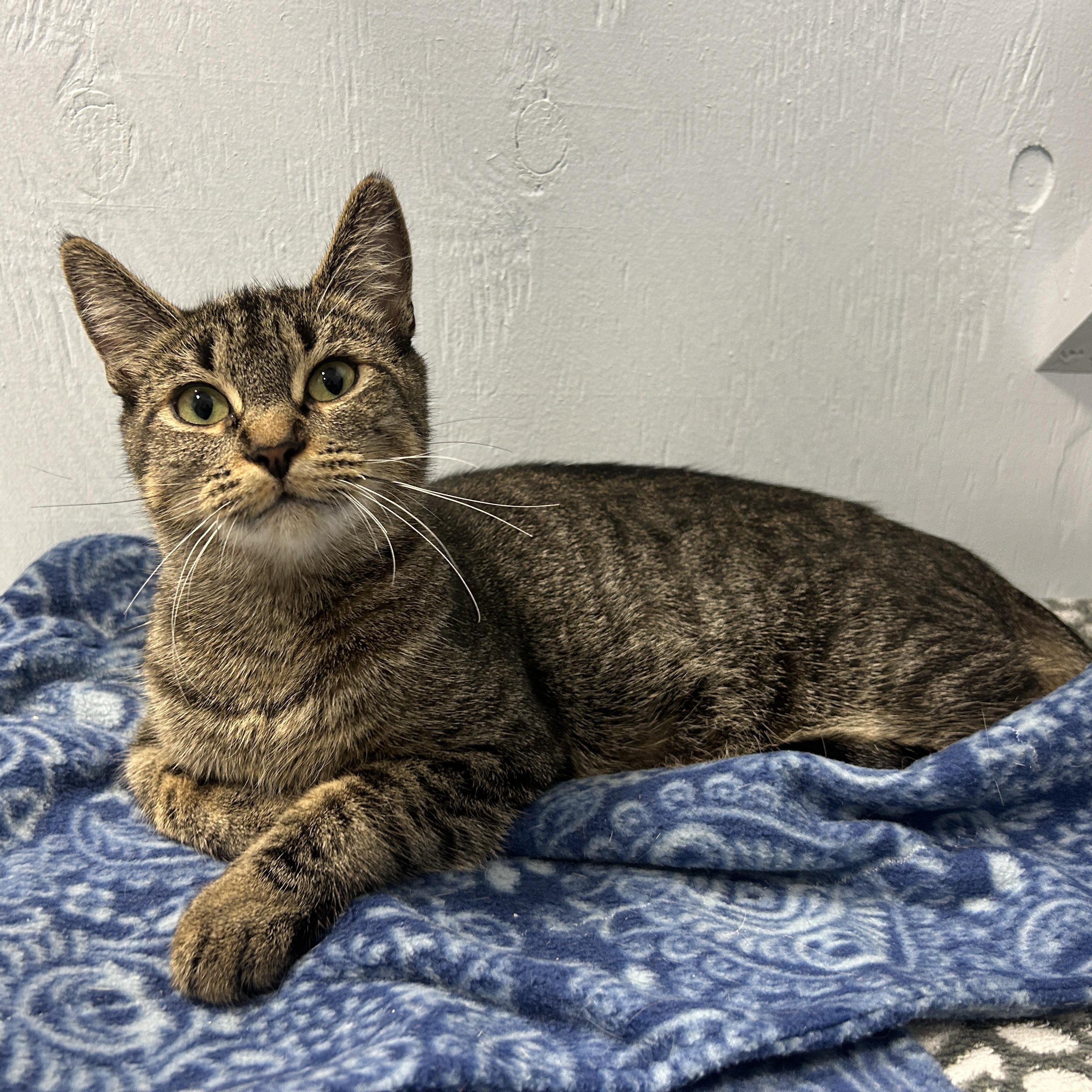 Lilly, Adoptable, Young Female Domestic Short Hair.