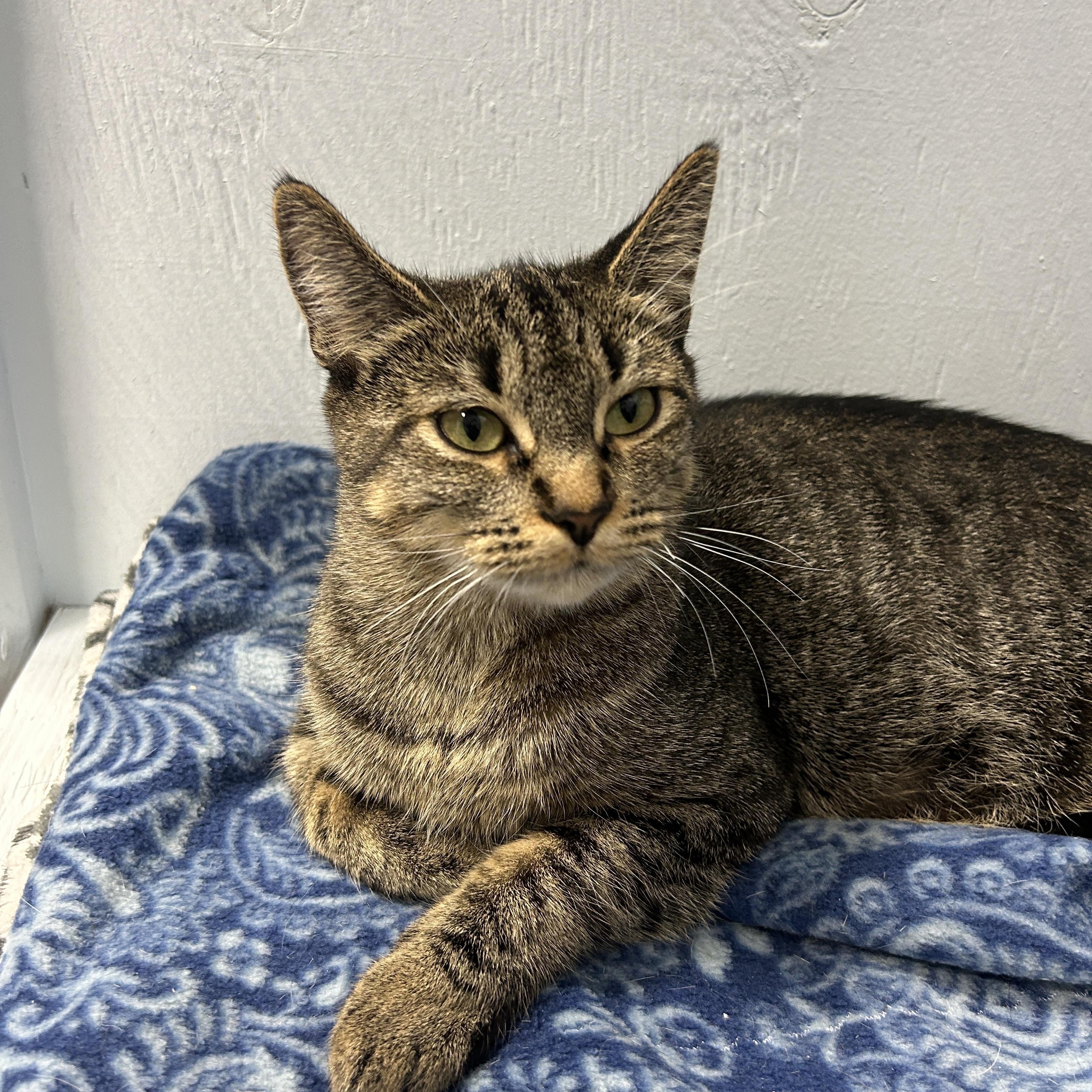 Enlarge Lilly, a Adoptable Domestic Short Hair in Mission, BC image 3/3