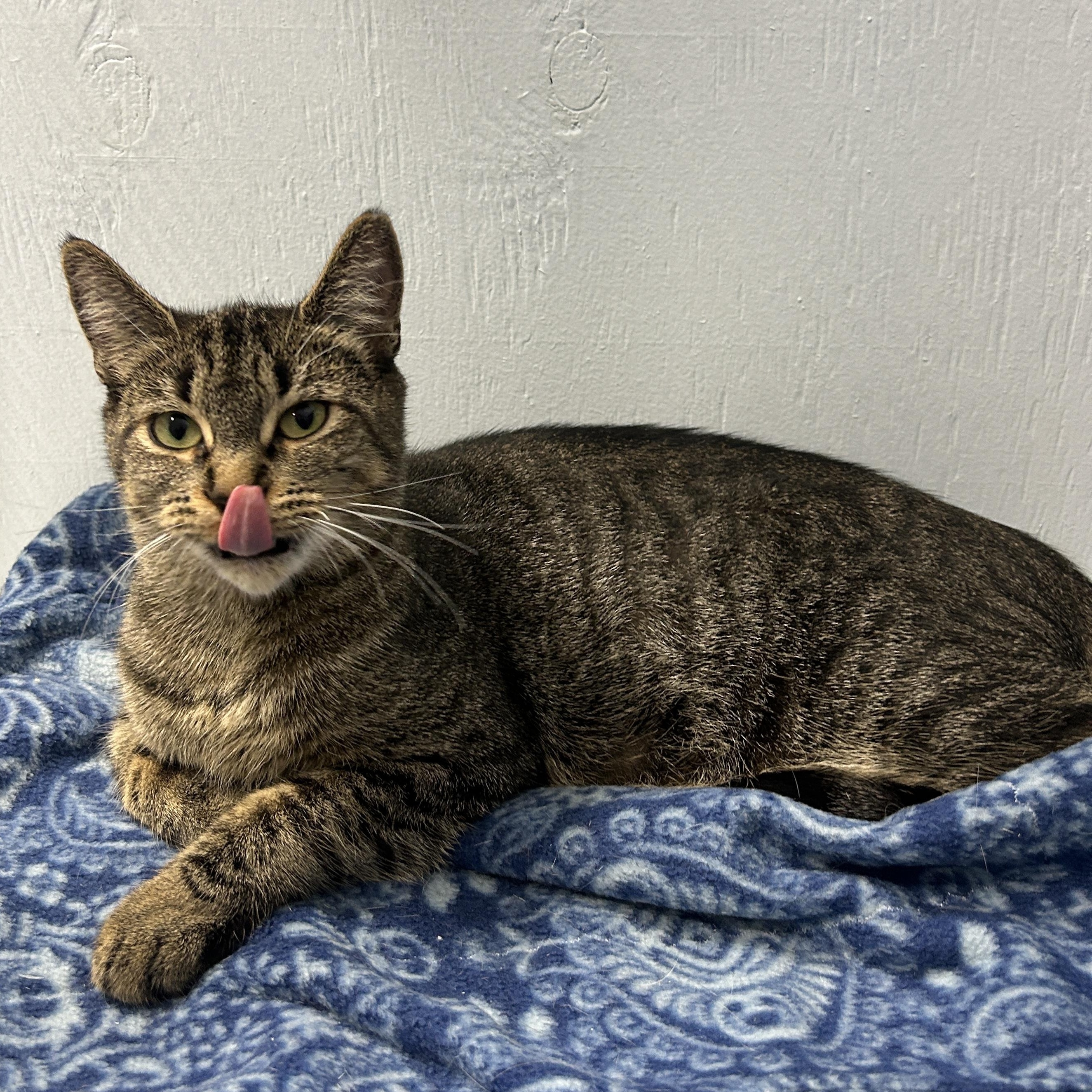 Enlarge Lilly, a Adoptable Domestic Short Hair in Mission, BC image 2/3