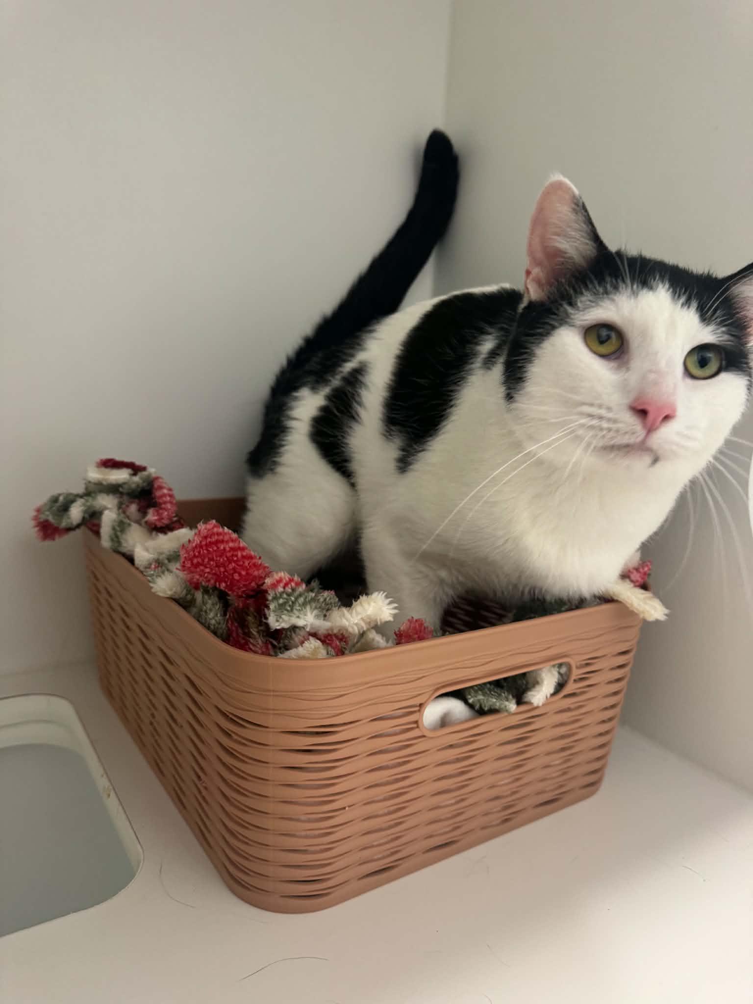 Enlarge Brandon, a Adoptable American Shorthair in Danbury, CT image 3/4