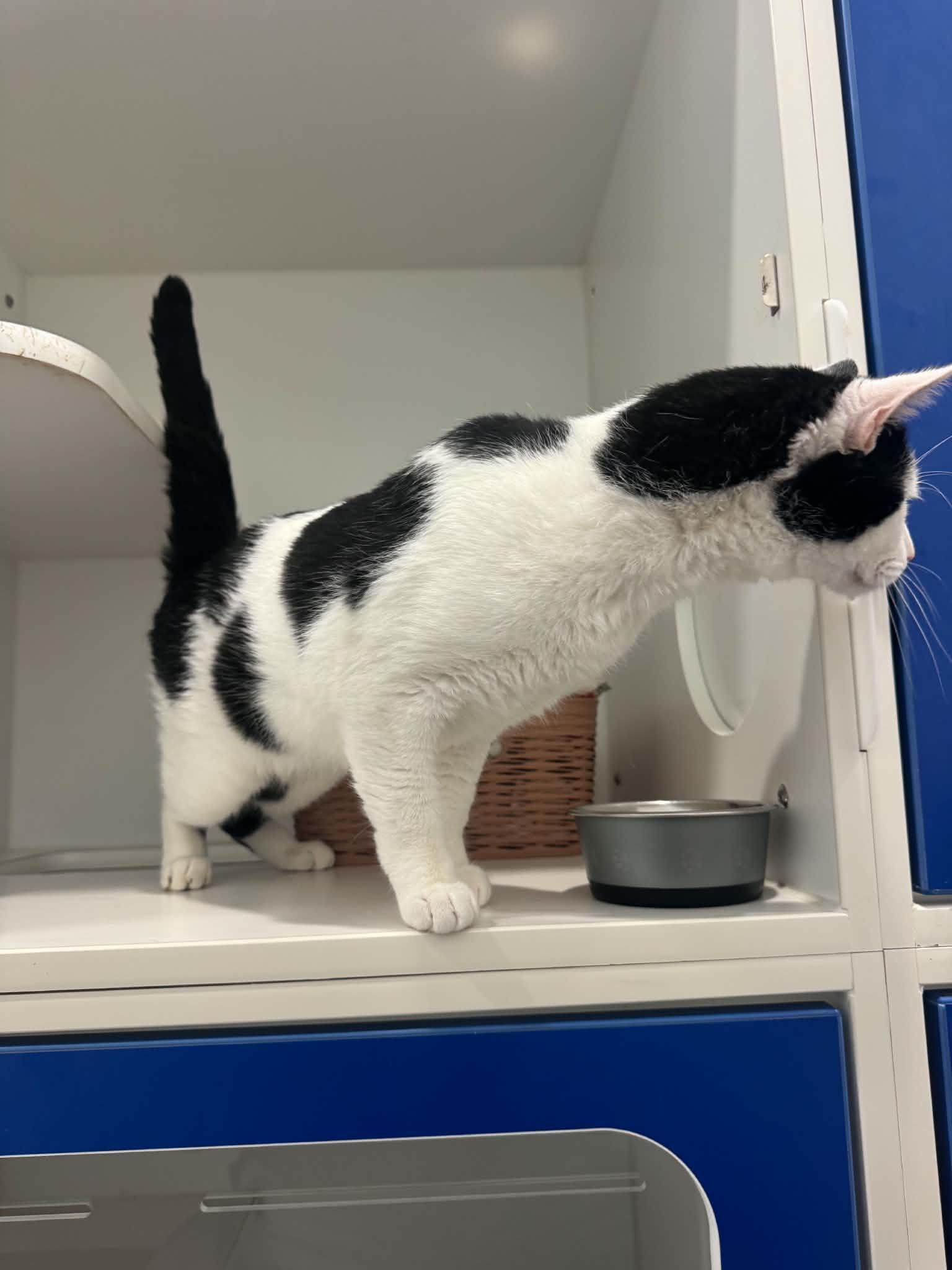 Enlarge Brandon, a Adoptable American Shorthair in Danbury, CT image 2/4