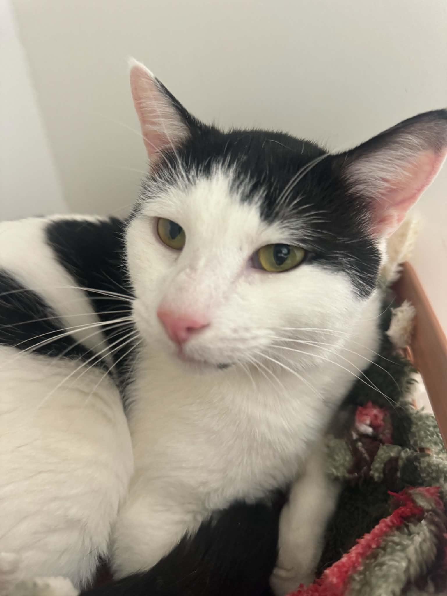 Enlarge Brandon, a Adoptable American Shorthair in Danbury, CT image 1/4