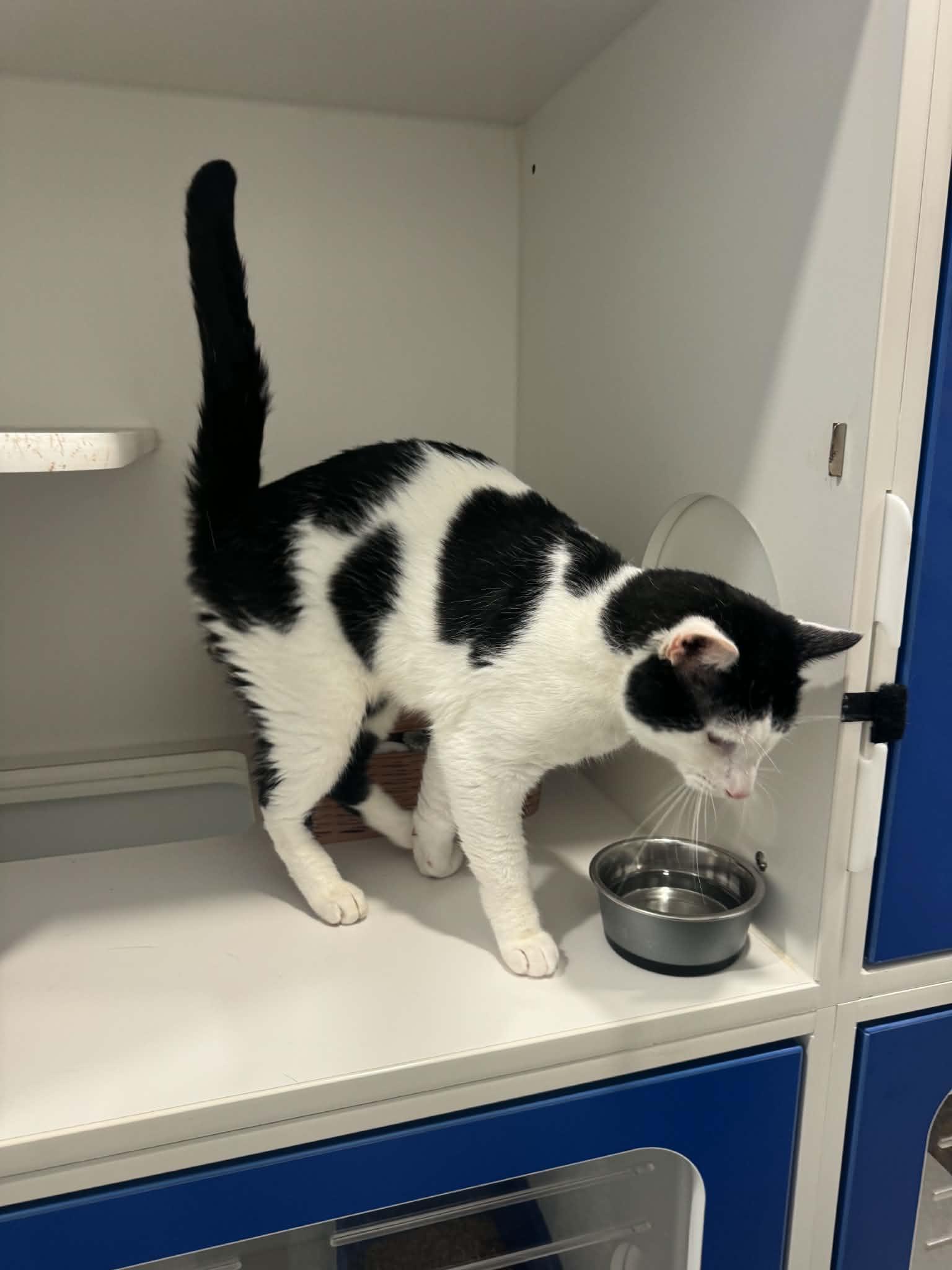 Enlarge Brandon, a Adoptable American Shorthair in Danbury, CT image 4/4