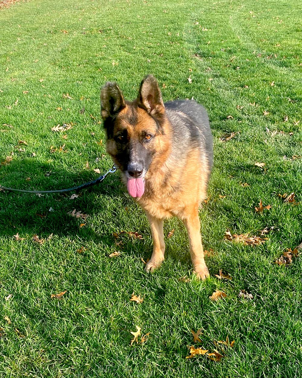 Sadie, a ADOPTABLE German Shepherd Dog in Millburn, NJ image 3/5