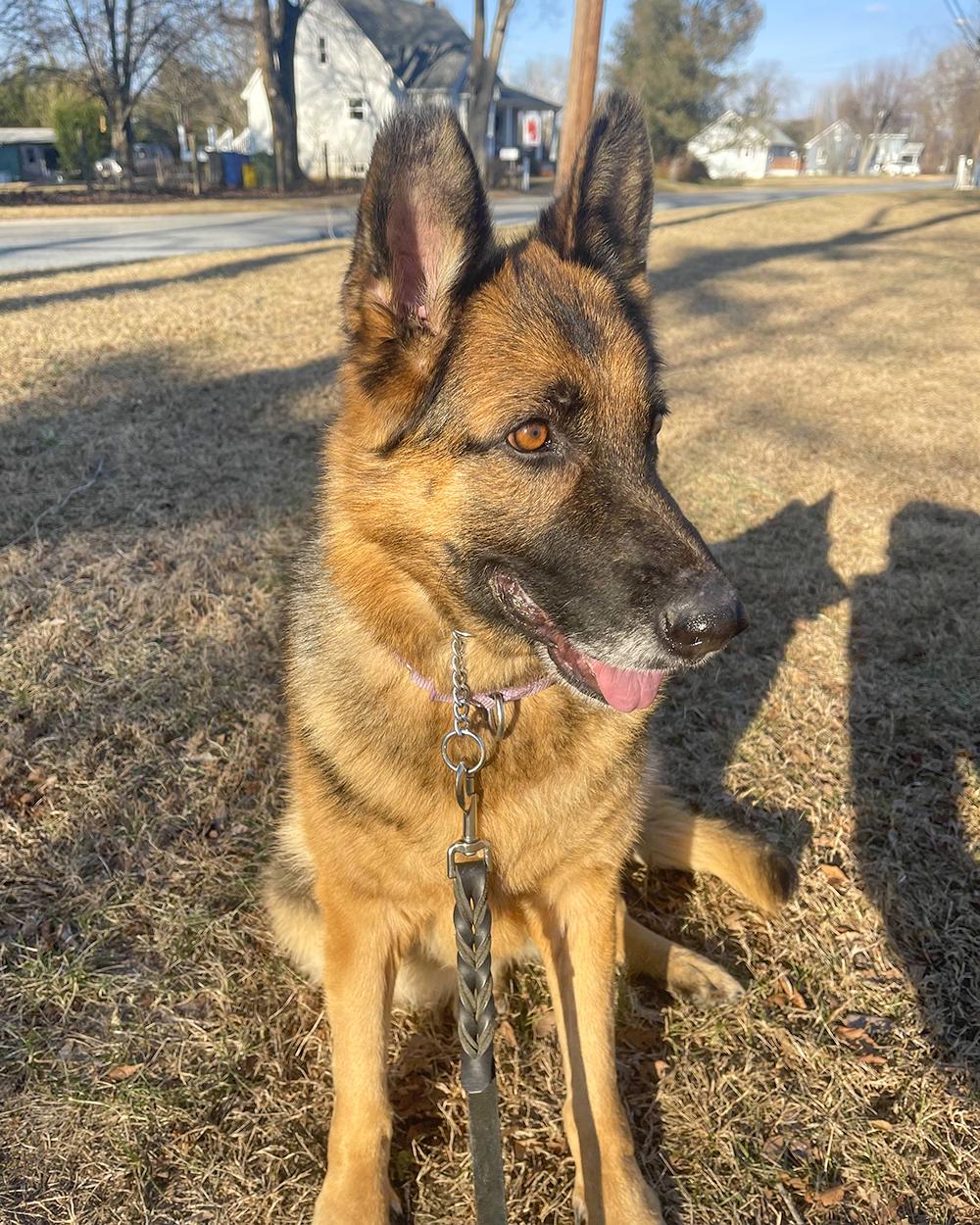 Sadie, ADOPTABLE, Adult Female German Shepherd Dog.