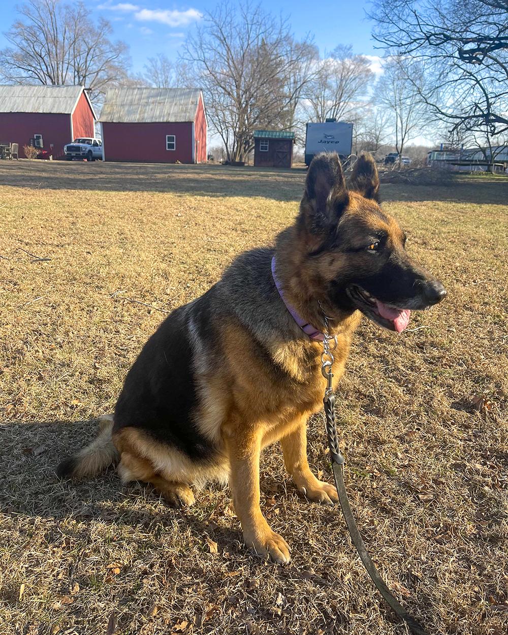 Sadie, a ADOPTABLE German Shepherd Dog in Millburn, NJ image 2/5