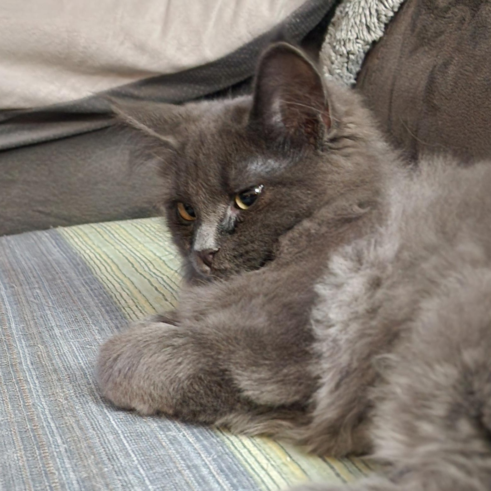 Enlarge Gracelyn, a Adoptable Domestic Long Hair in Houghton Lake, MI image 1/4