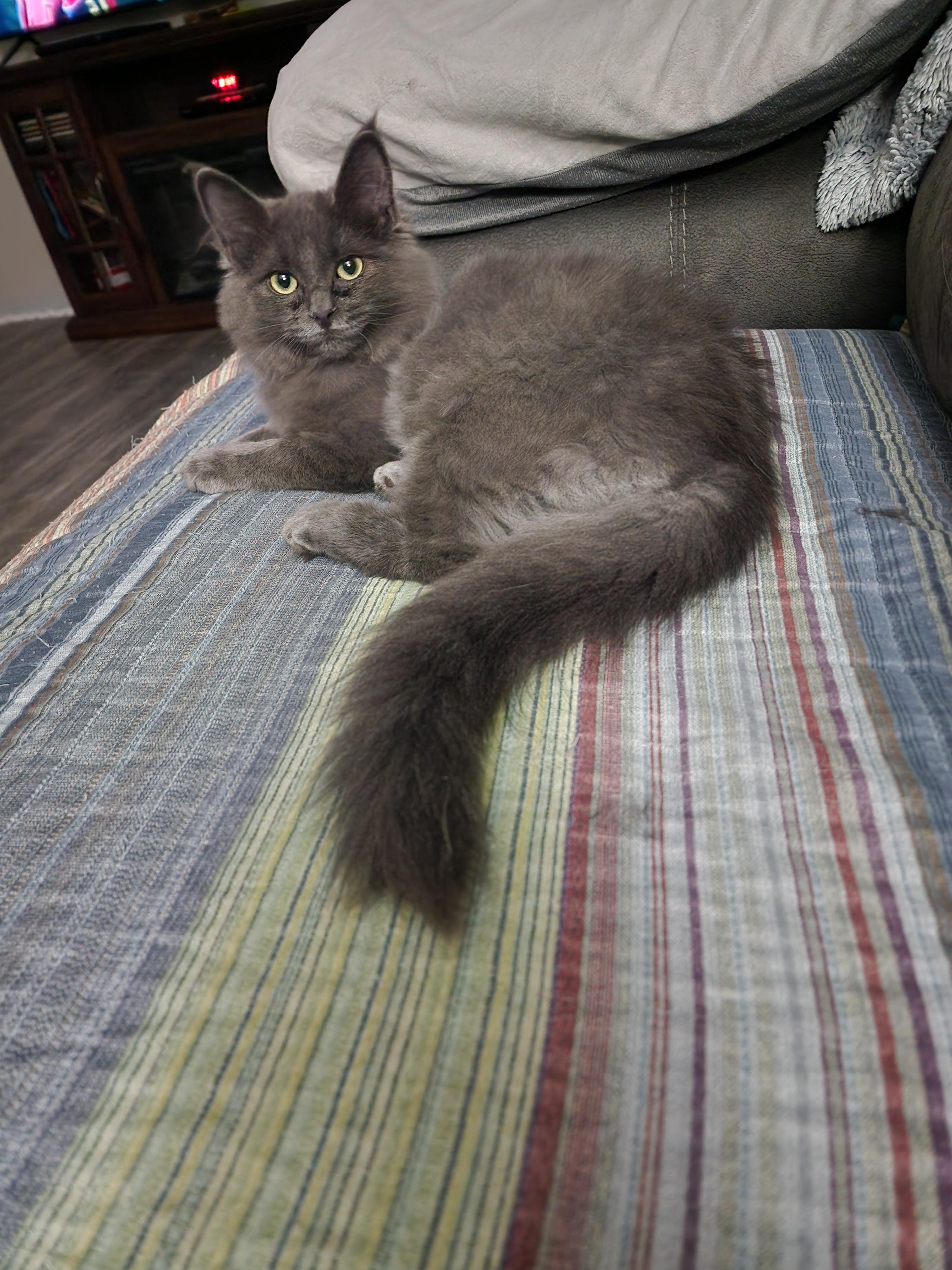 Enlarge Gracelyn, a Adoptable Domestic Long Hair in Houghton Lake, MI image 3/4