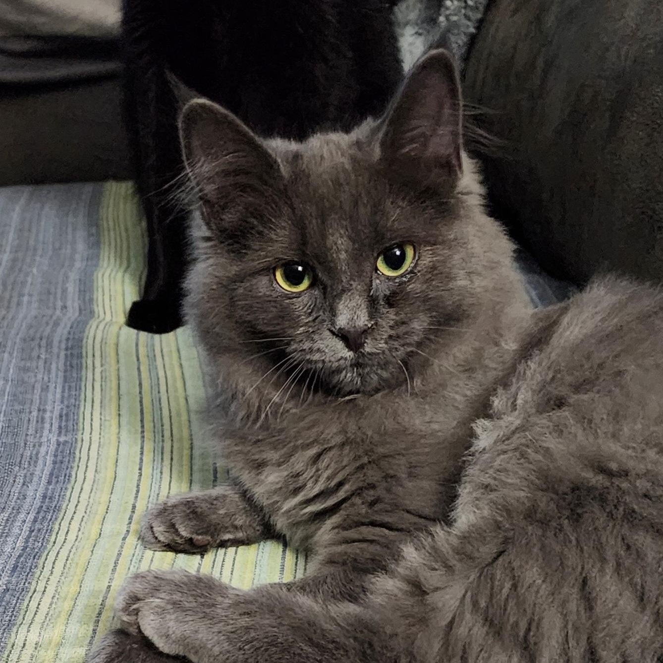 Enlarge Gracelyn, a Adoptable Domestic Long Hair in Houghton Lake, MI image 2/4