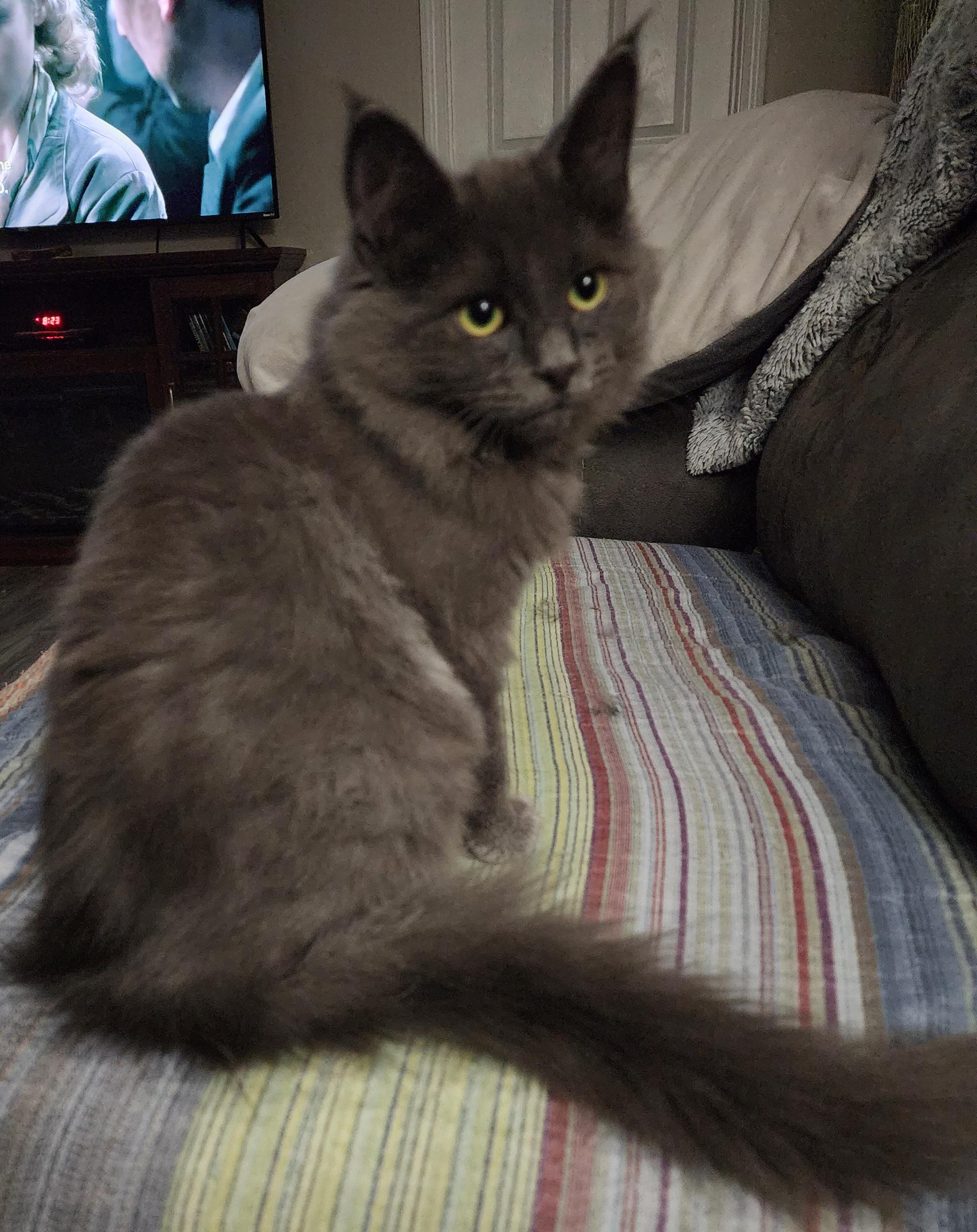 Enlarge Gracelyn, a Adoptable Domestic Long Hair in Houghton Lake, MI image 4/4