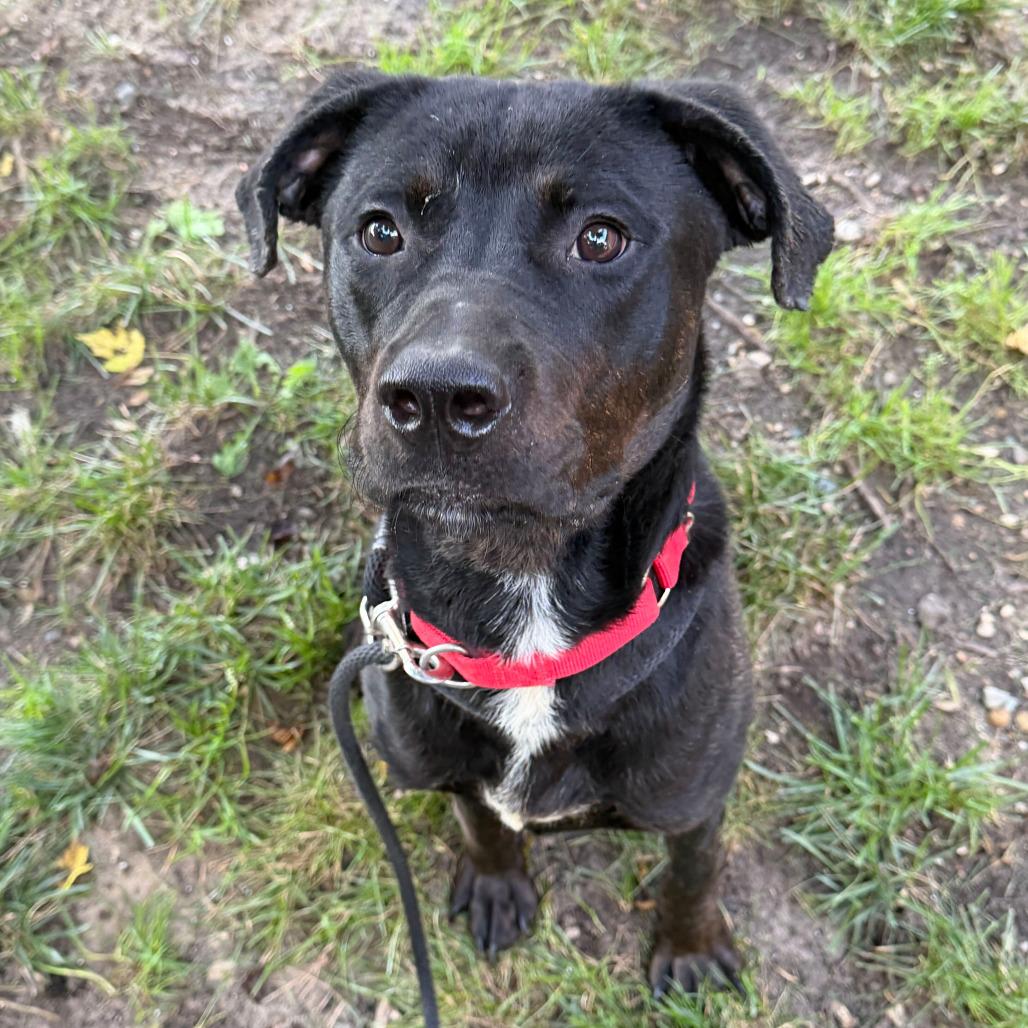 Moose, Adoptable, Young Male Labrador Retriever & Mixed Breed.
