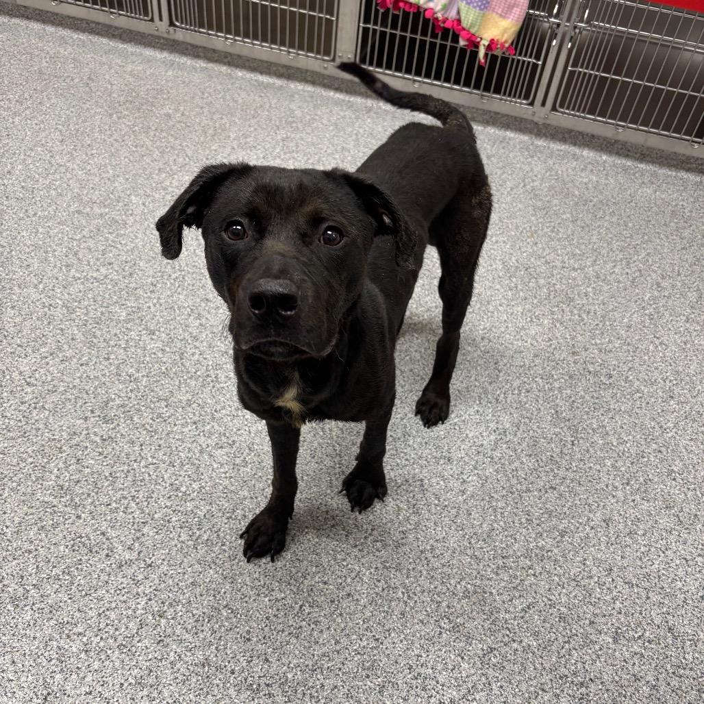 Enlarge Moose, a Adoptable mixed breed in Grand Rapids, MI image 2/2