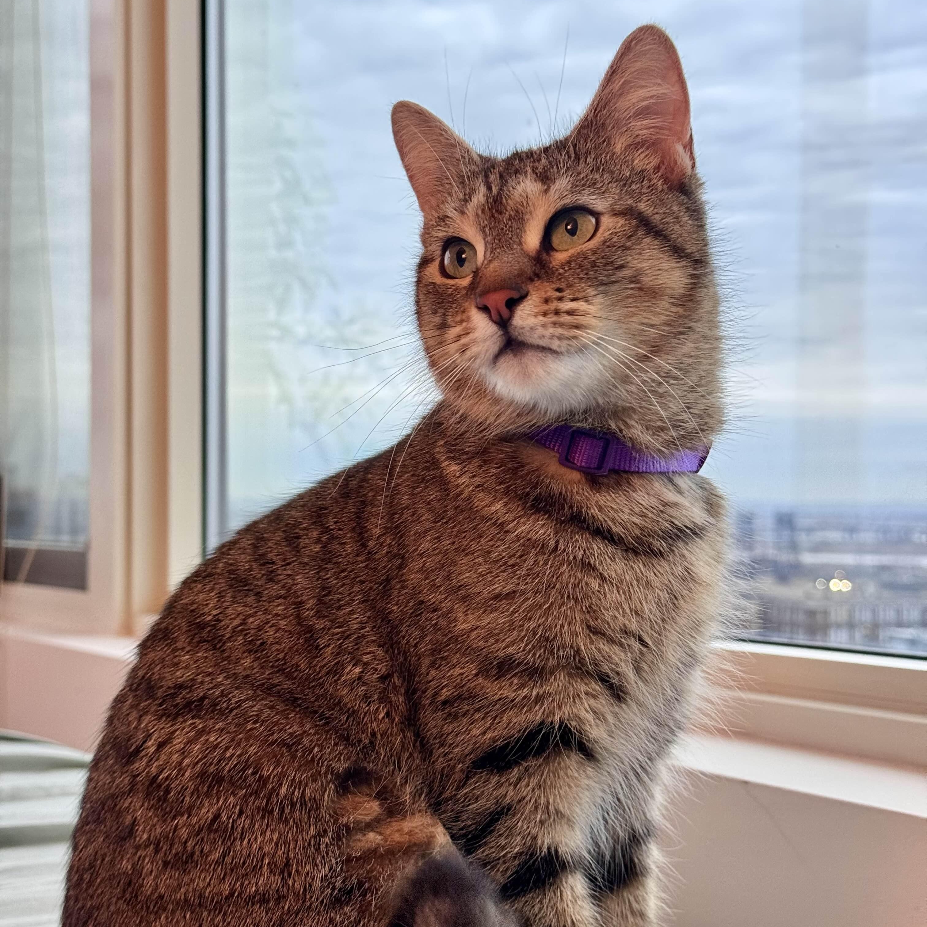 Emma, a Adoptable Domestic Short Hair in Union City, NJ image 3/6