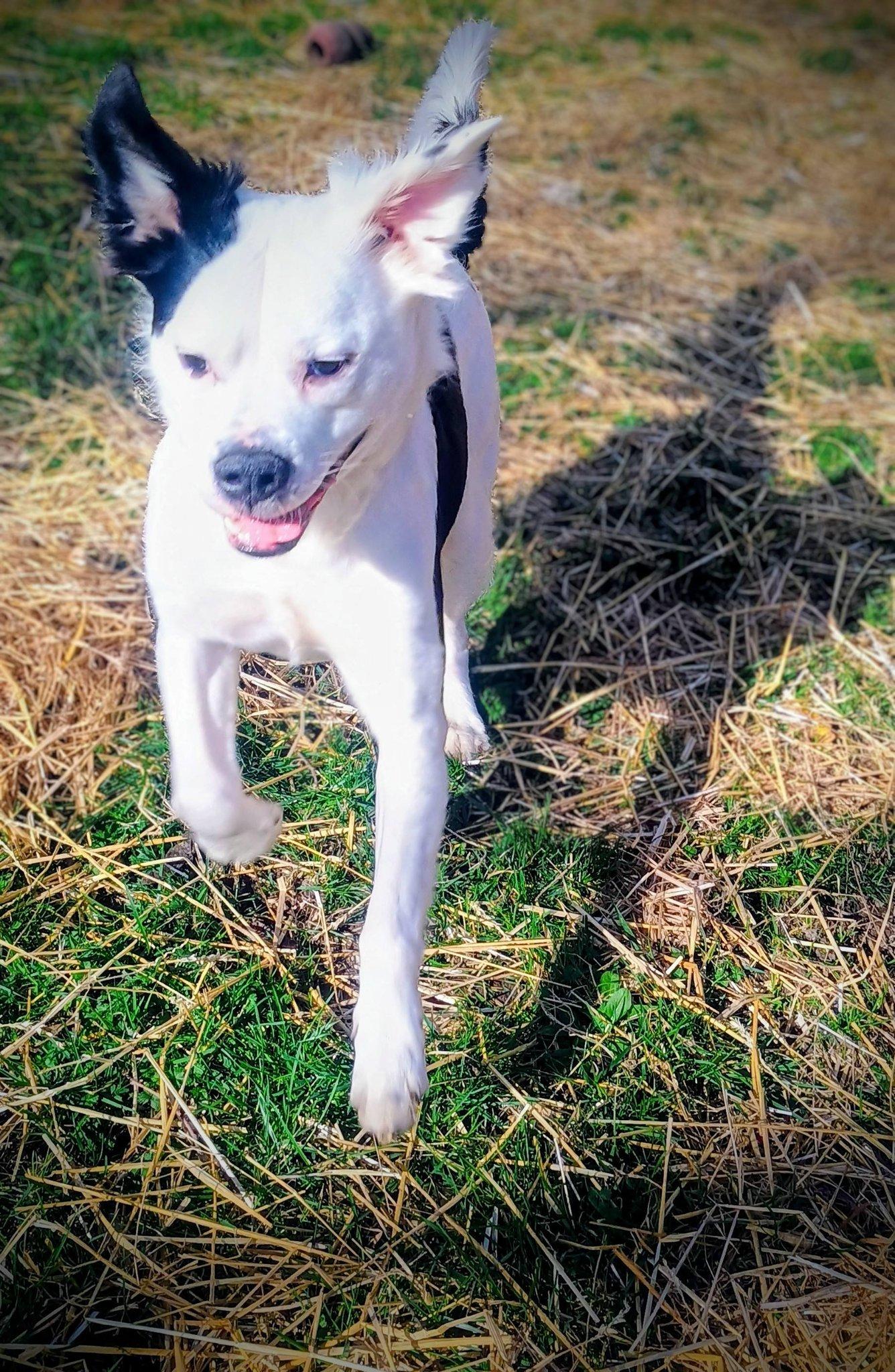 Enlarge Vernon, a Adoptable mixed breed in Dayton, OH image 2/6