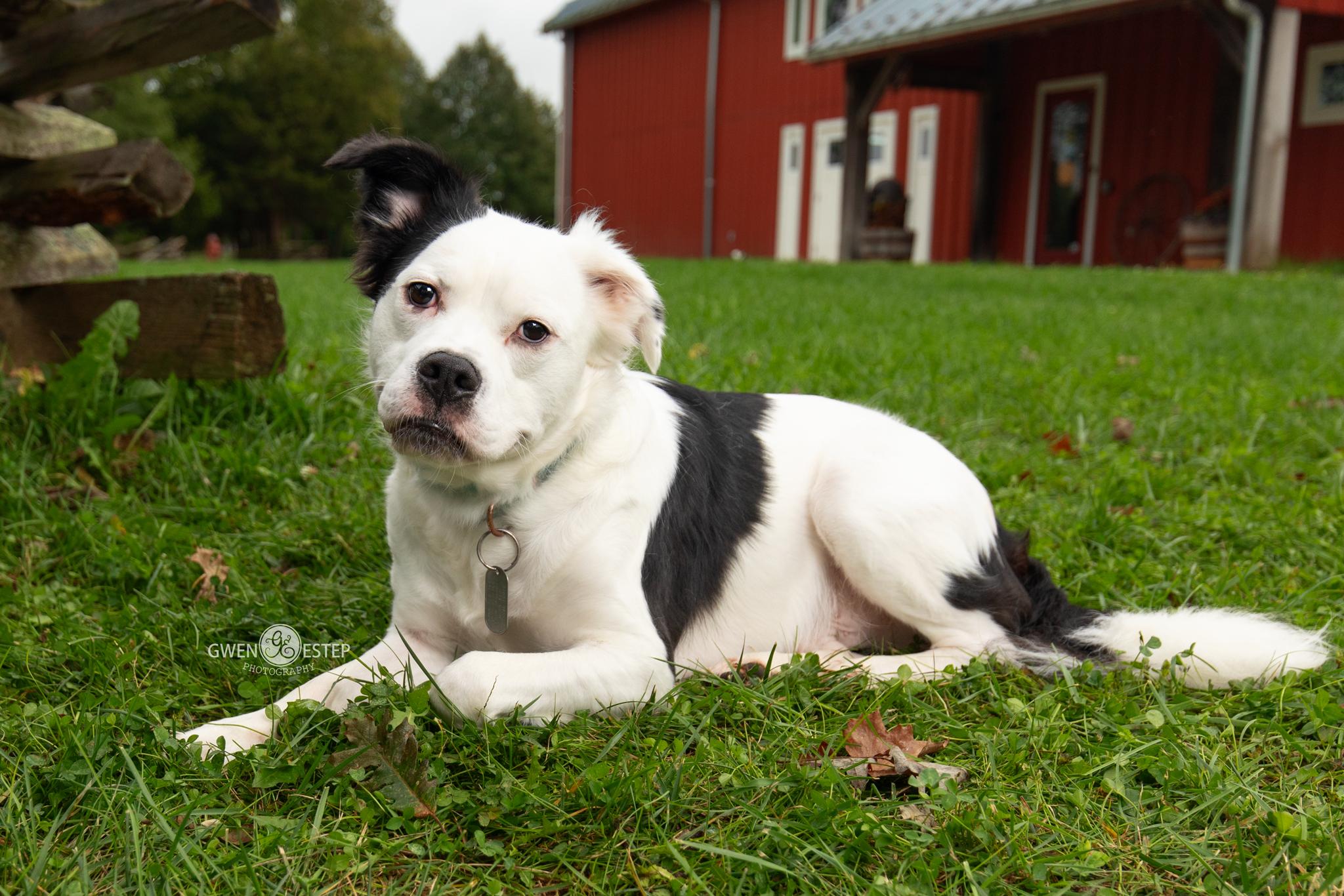 Enlarge Vernon, a Adoptable mixed breed in Dayton, OH image 2/5