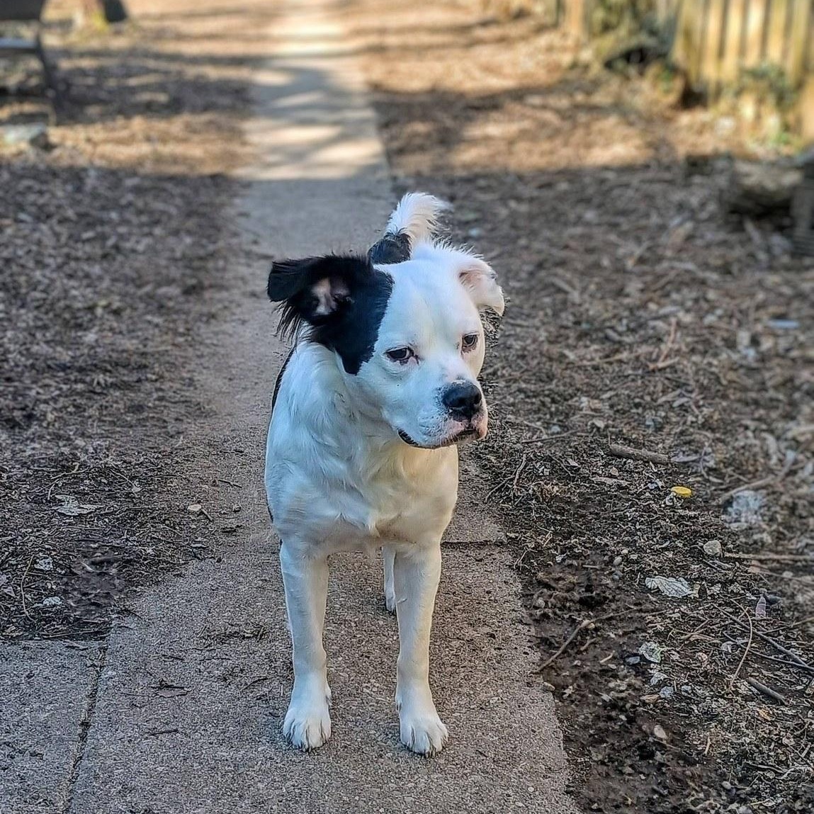 Vernon, Adoptable, Young Male Bulldog.