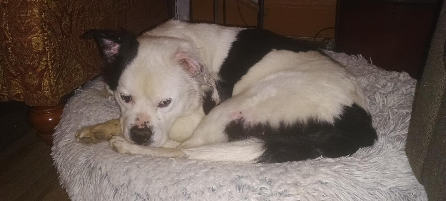 Enlarge Vernon, a Adoptable mixed breed in Dayton, OH image 6/6