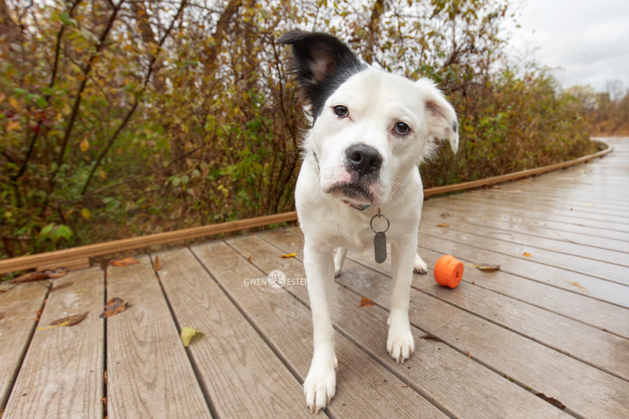 Enlarge Vernon, a Adoptable mixed breed in Dayton, OH image 1/6