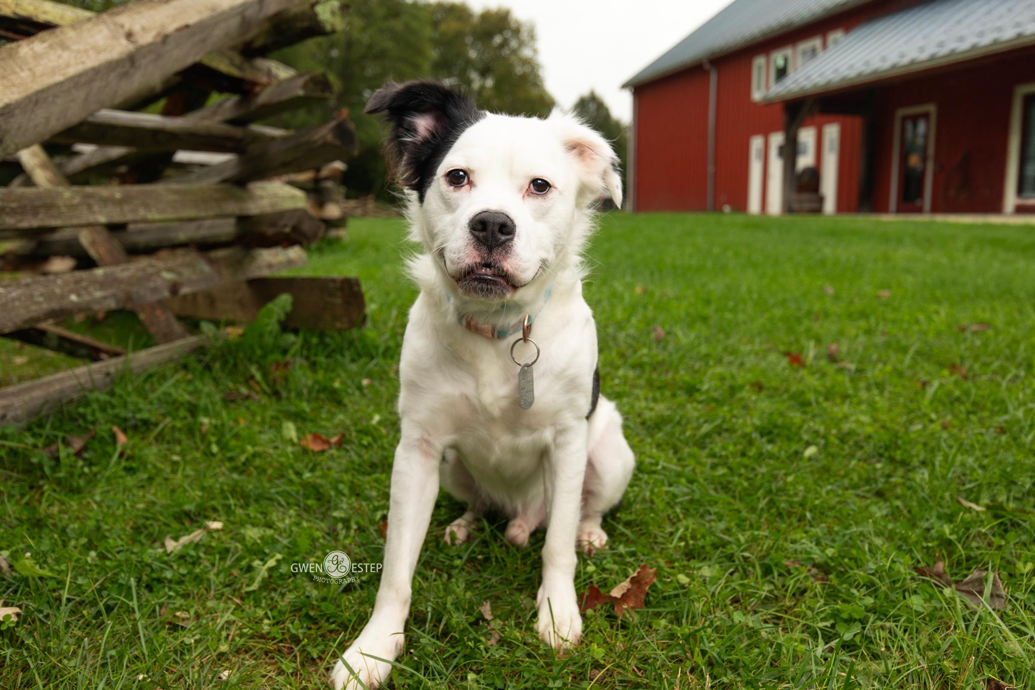 Enlarge Vernon, a Adoptable mixed breed in Dayton, OH image 1/5