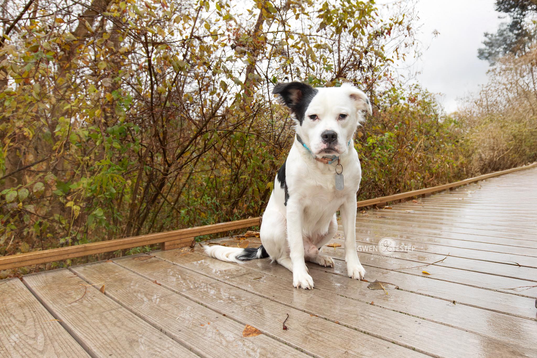 Vernon, Adoptable, Young Male Bulldog.