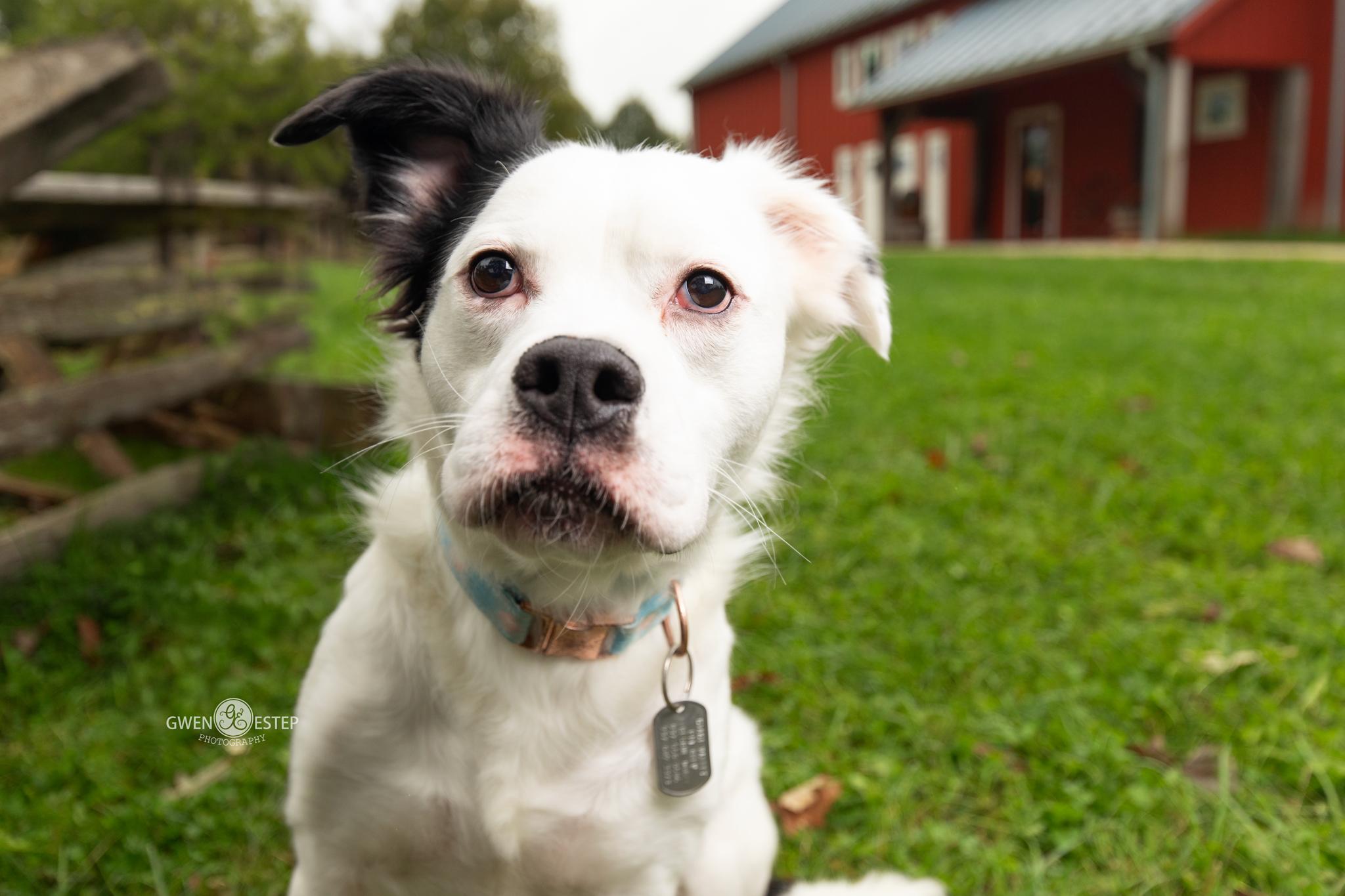 Enlarge Vernon, a Adoptable mixed breed in Dayton, OH image 3/5
