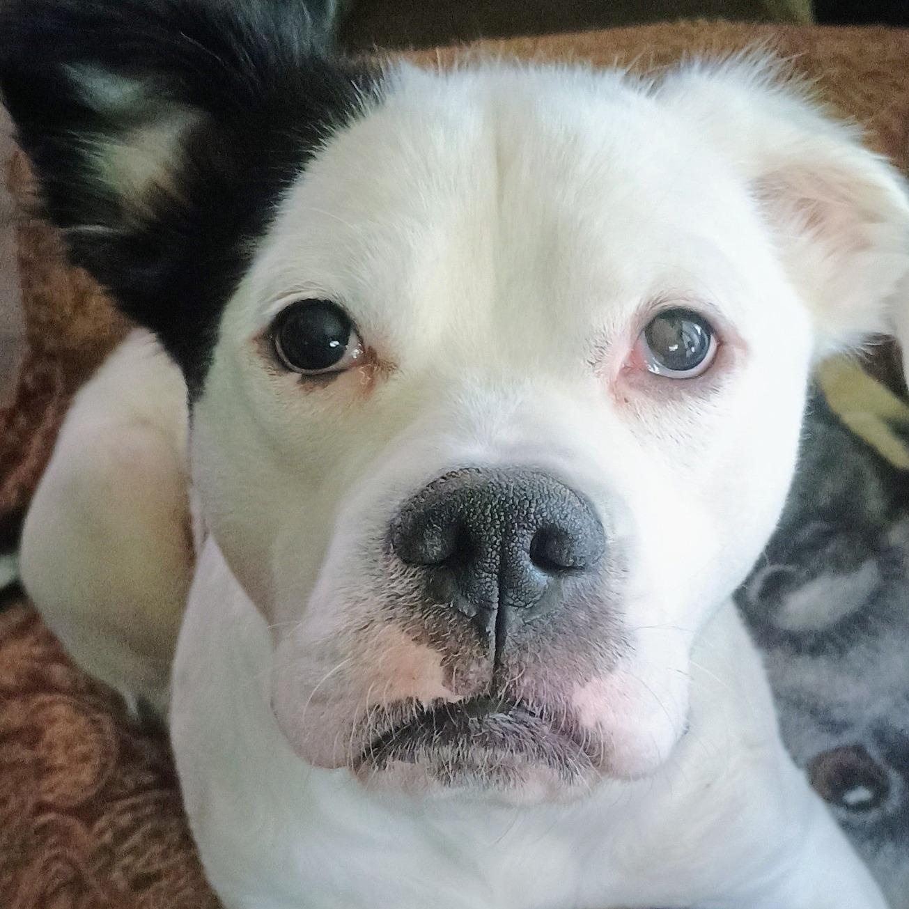 Enlarge Vernon, a Adoptable mixed breed in Dayton, OH image 4/6