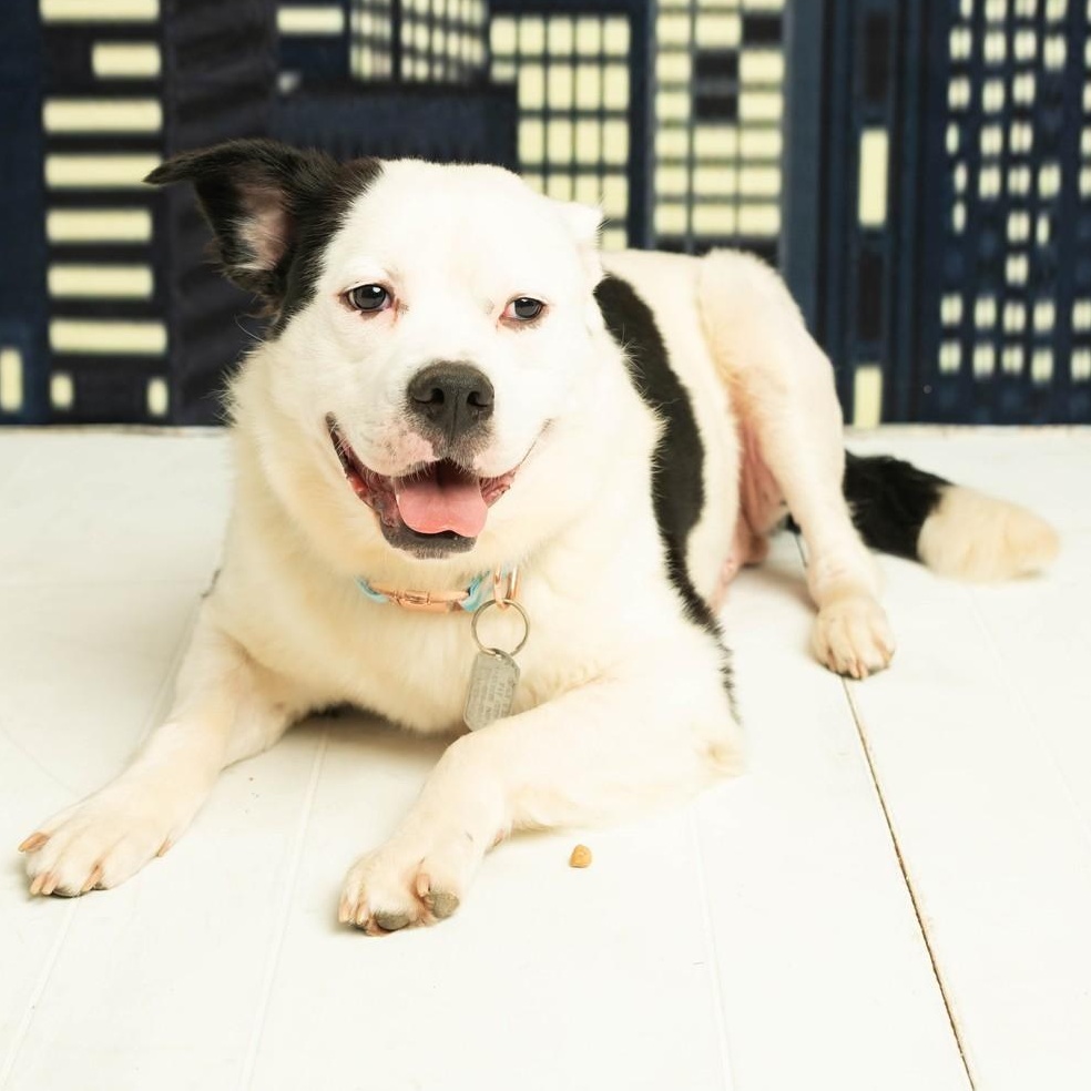 Enlarge Vernon, a Adoptable mixed breed in Dayton, OH image 5/6