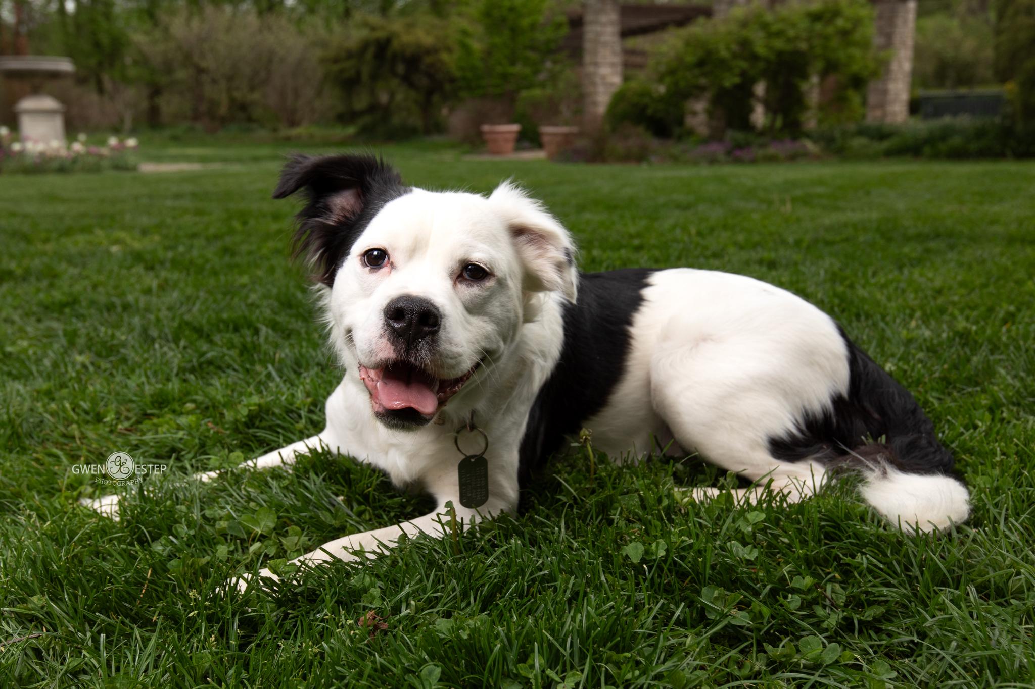 Vernon, Adoptable, Young Male Bulldog.