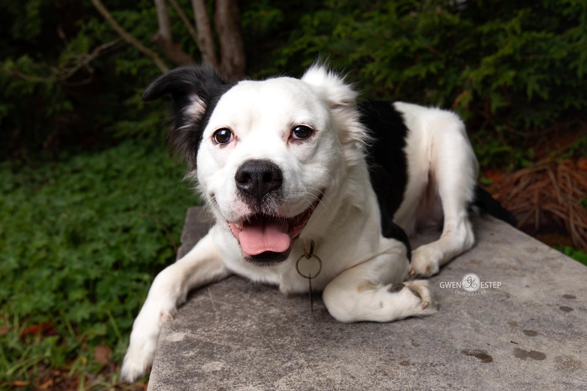 Vernon, a Adoptable mixed breed in Dayton, OH image 2/6