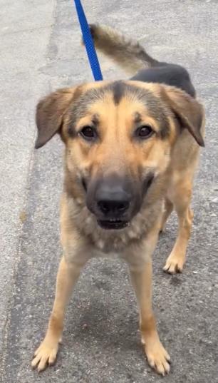 Fred, adopted, Young Male Shepherd.