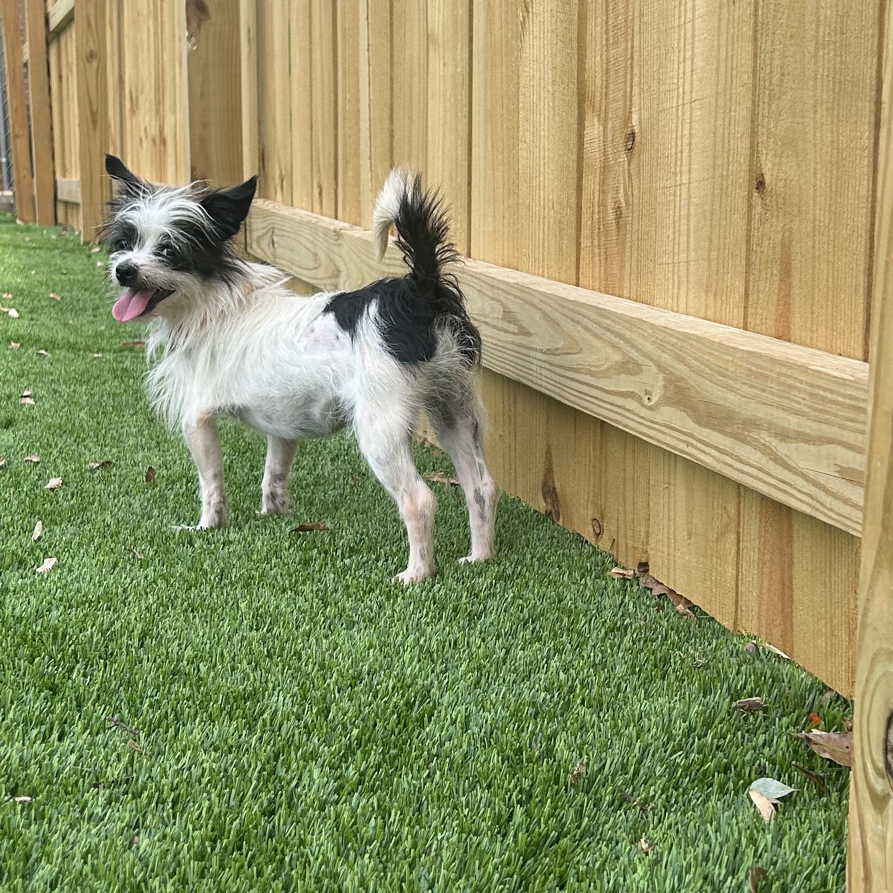 Dicey, a Adoptable mixed breed in Anderson, SC image 3/5