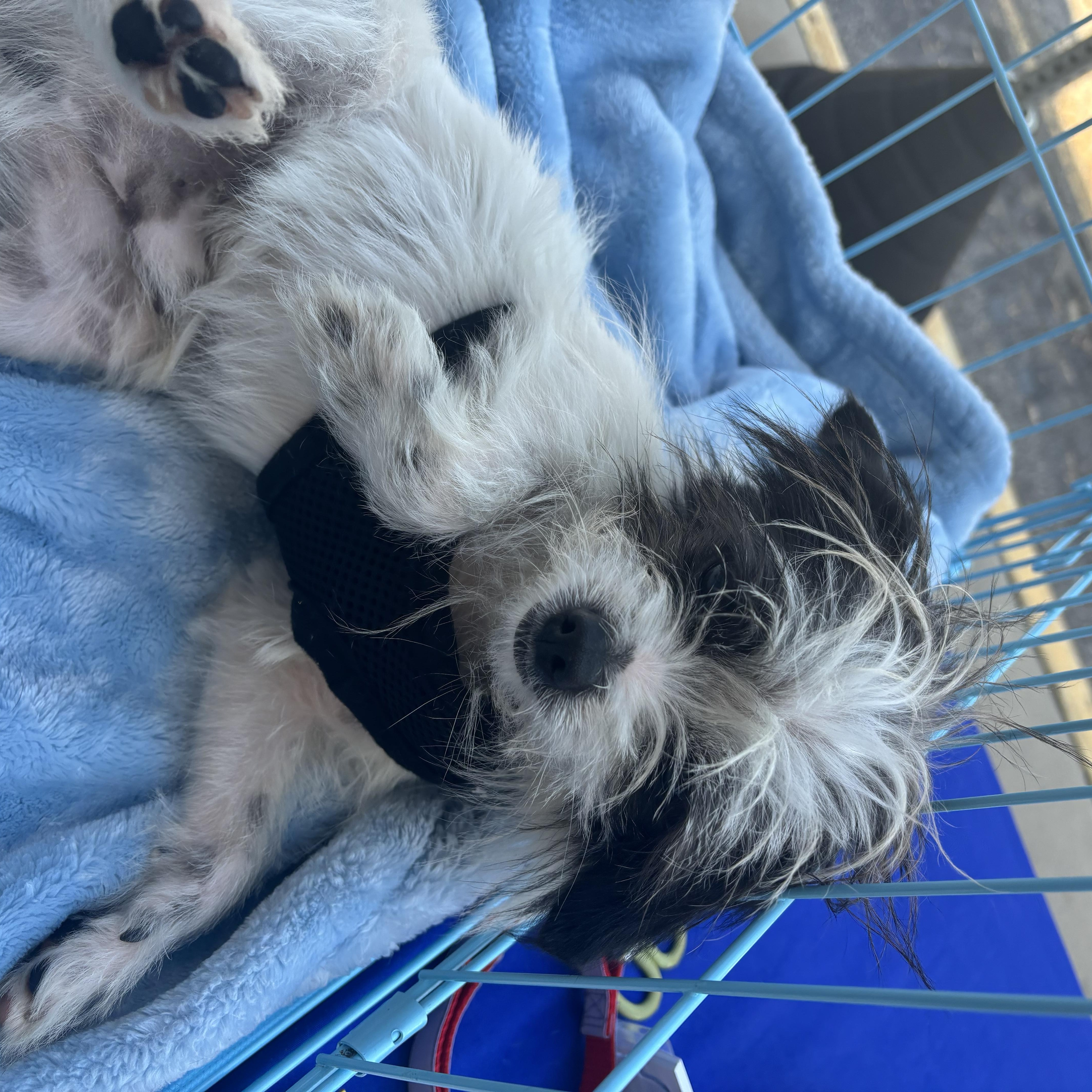 Dicey, a Adoptable mixed breed in Anderson, SC image 4/5