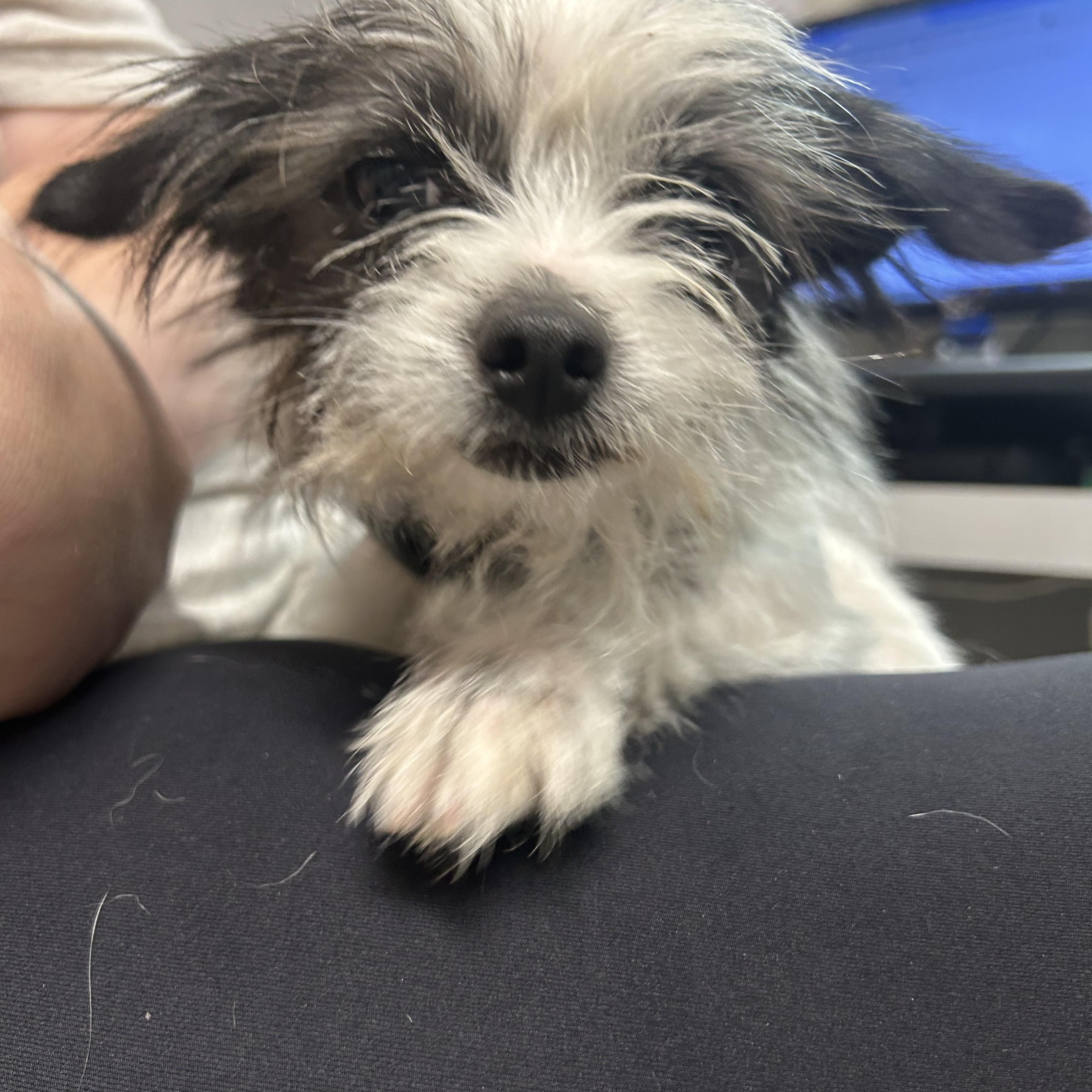 Dicey, a Adoptable mixed breed in Anderson, SC image 2/5