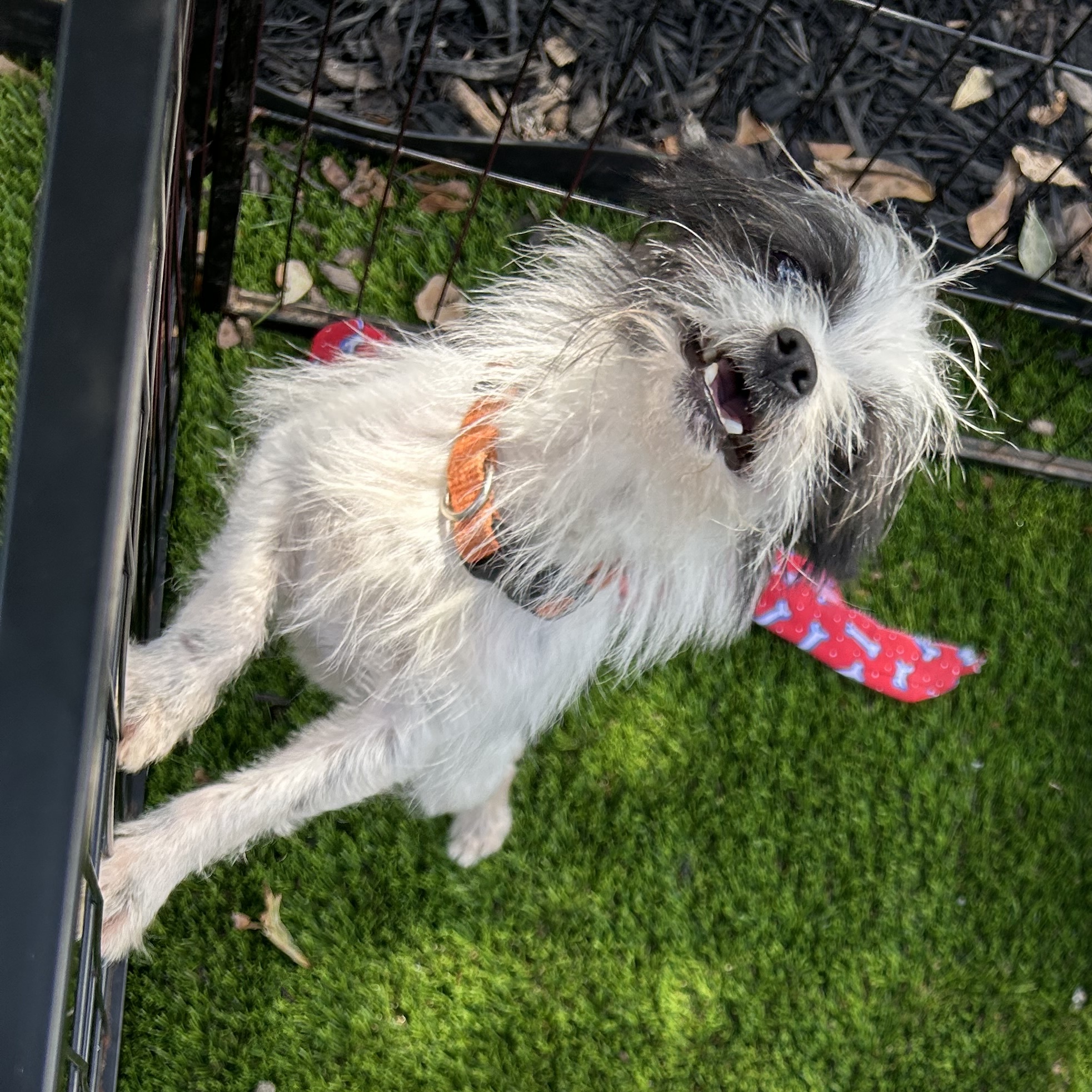 Dicey, a Adoptable mixed breed in Anderson, SC image 5/5