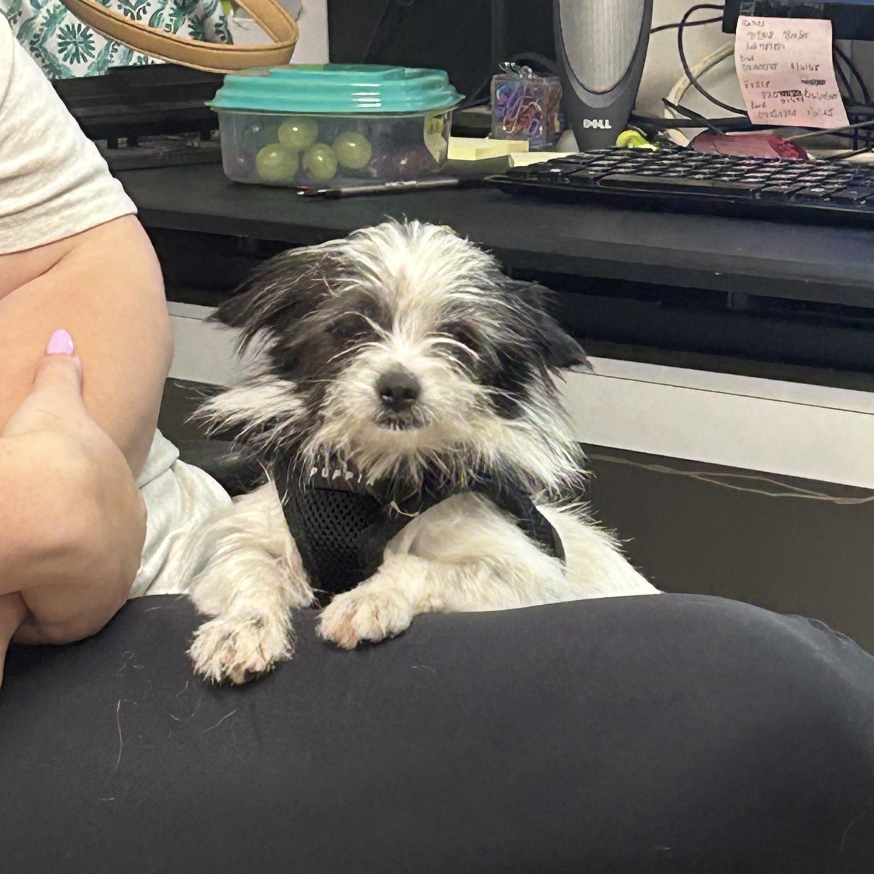 Dicey, a Adoptable mixed breed in Anderson, SC image 1/5