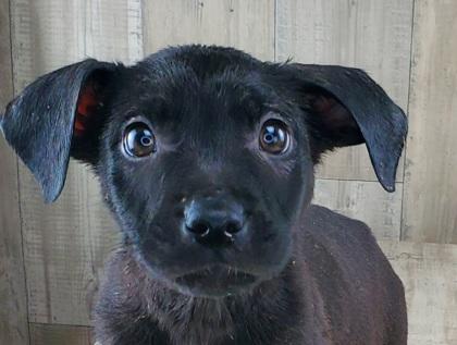 January, Adoptable, Adult Male Terrier & Mixed Breed.