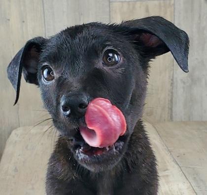 January, Adoptable, Adult Male Pit Bull Terrier & Mixed Breed.