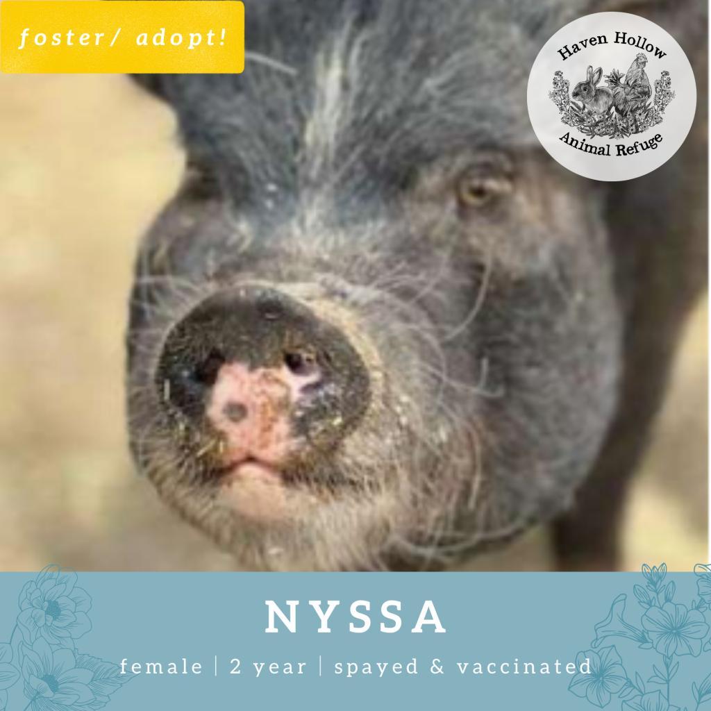 Nyssa, Adoptable, Adult Female Vietnamese Pot Bellied.