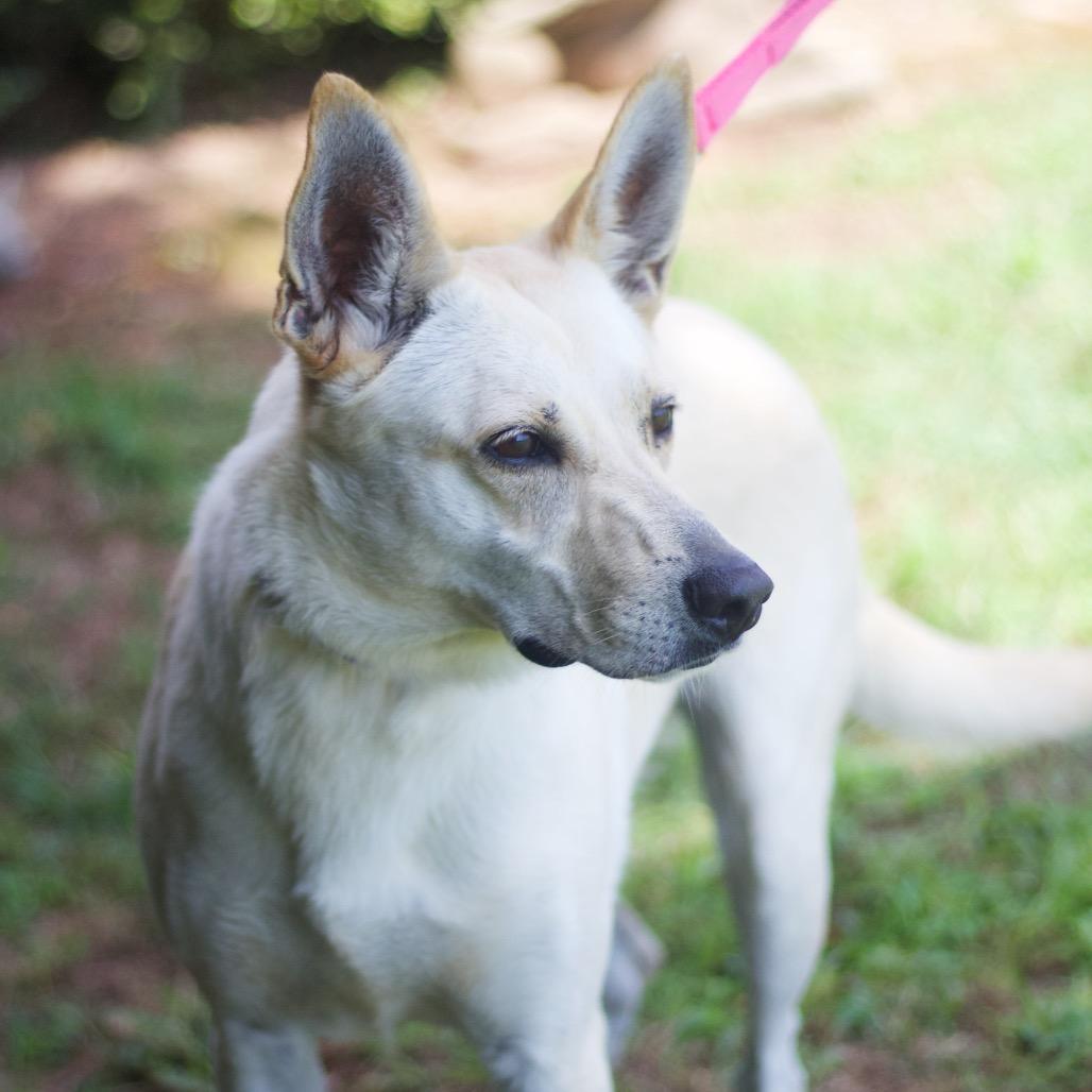 Rita Lynn 21557, a Adoptable mixed breed image 1/3