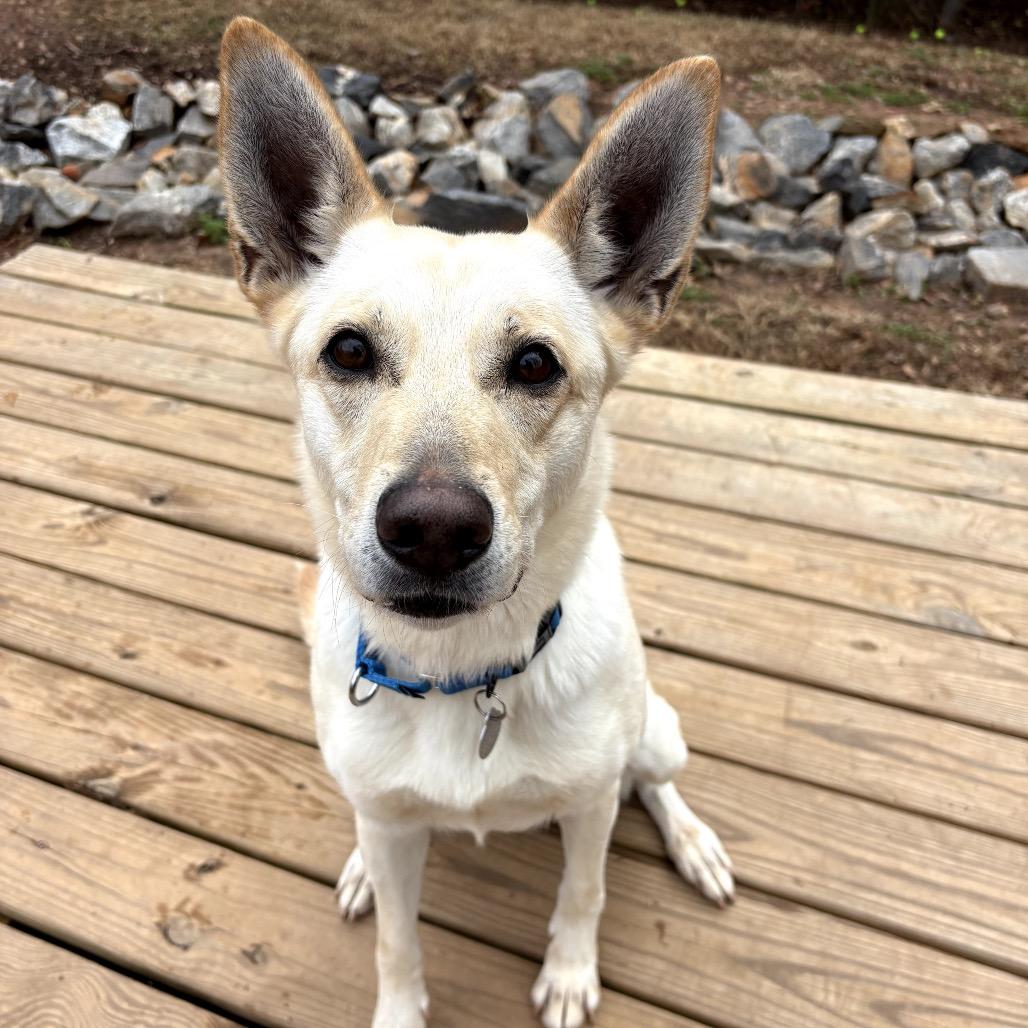 Enlarge Rita Lynn 21557, a Adoptable mixed breed in Cumming, GA image 3/6