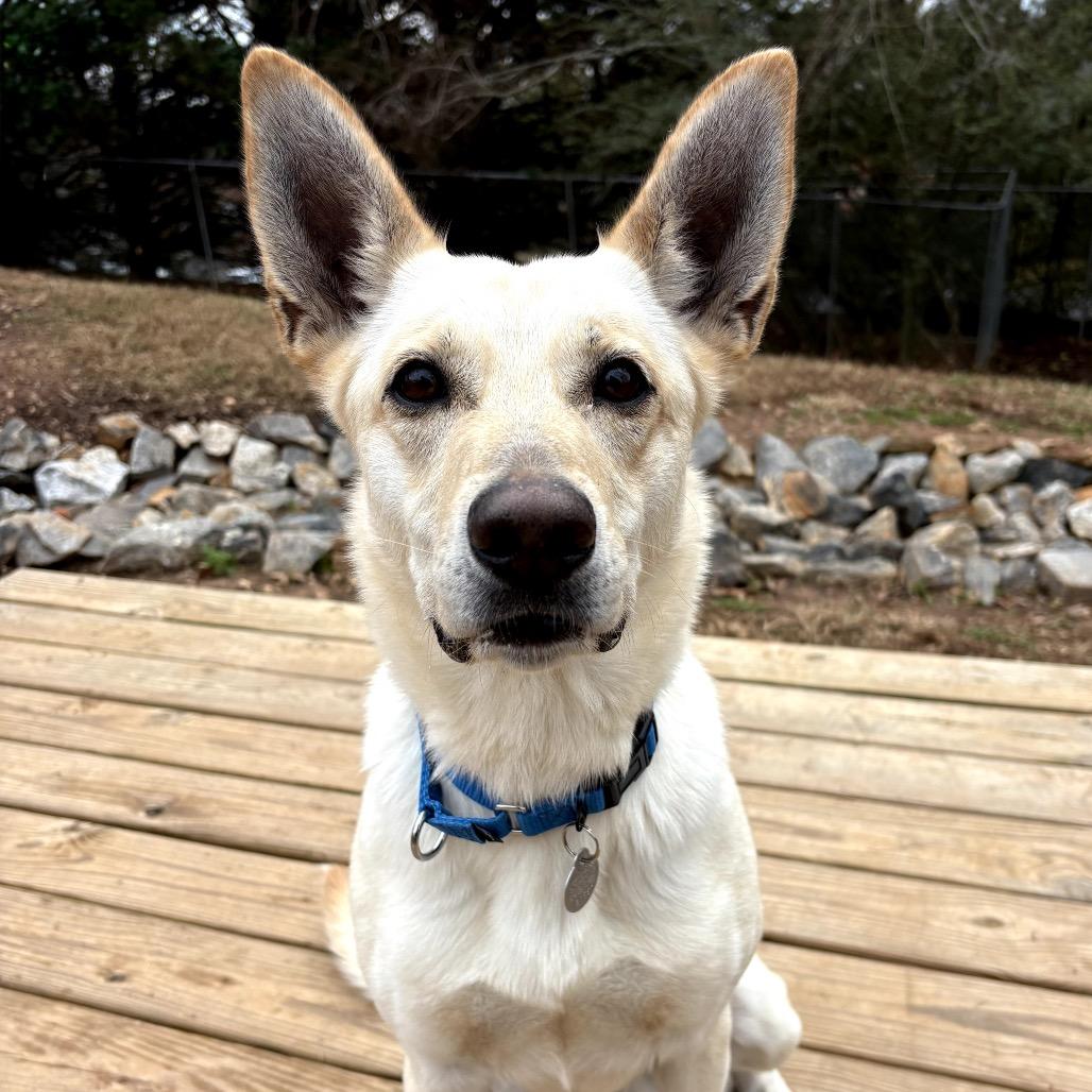 Enlarge Rita Lynn 21557, a Adoptable mixed breed in Cumming, GA image 4/6