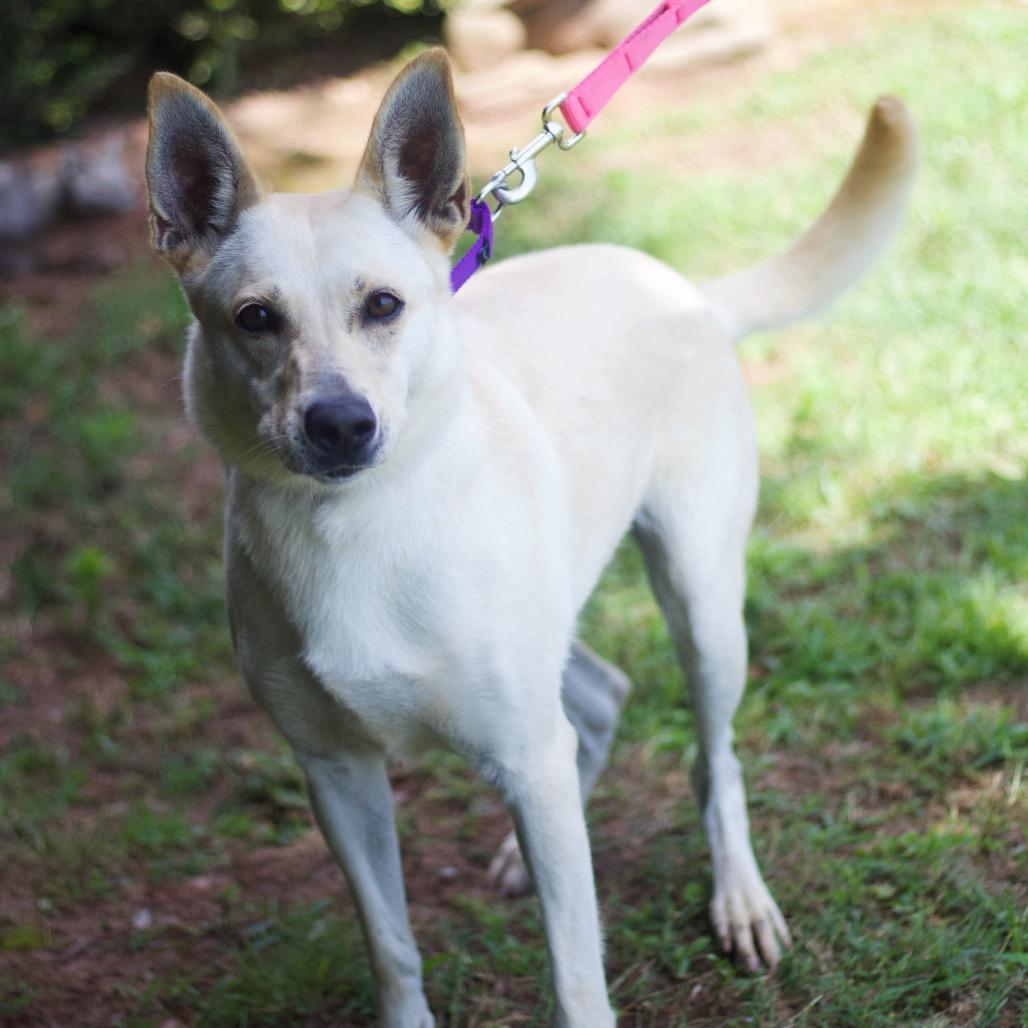 Rita Lynn 21557, a Adoptable mixed breed image 3/3