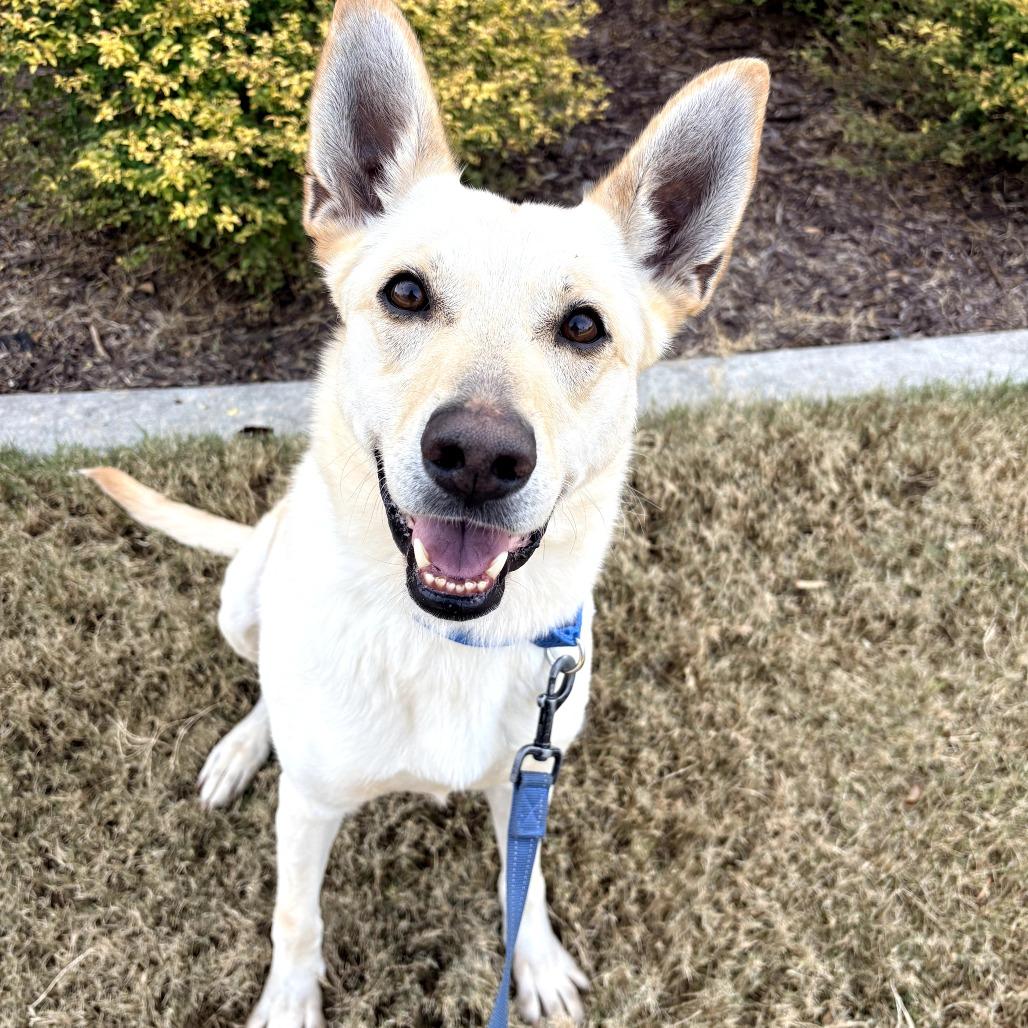 Enlarge Rita Lynn 21557, a Adoptable mixed breed in Cumming, GA image 6/6