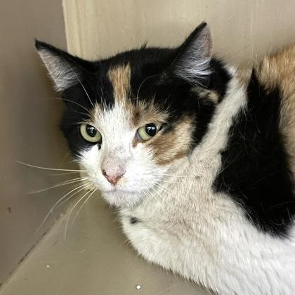  Princess, adopted, Adult Female Domestic Short Hair.