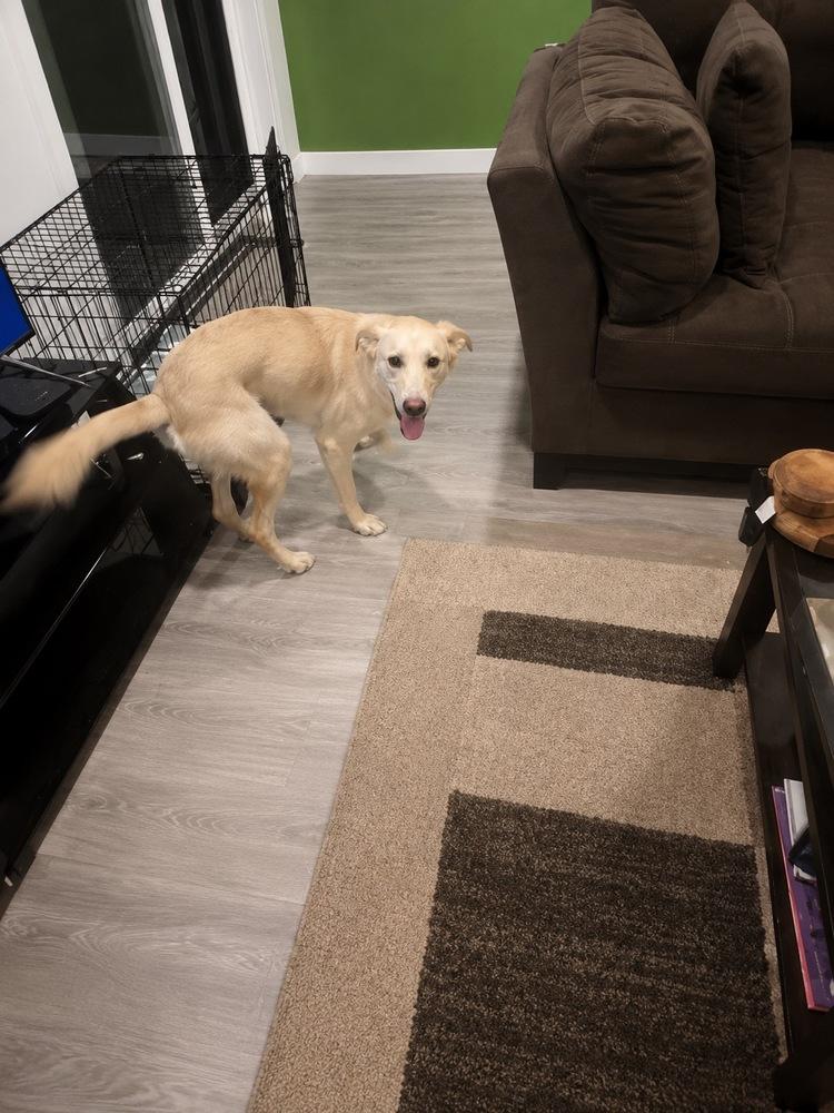 Bird, a Adoptable mixed breed in Colorado Springs, CO image 2/4