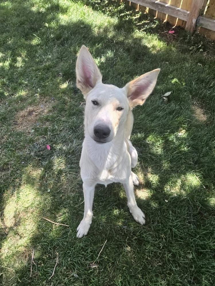 Bird, a Adoptable mixed breed in Colorado Springs, CO image 4/4