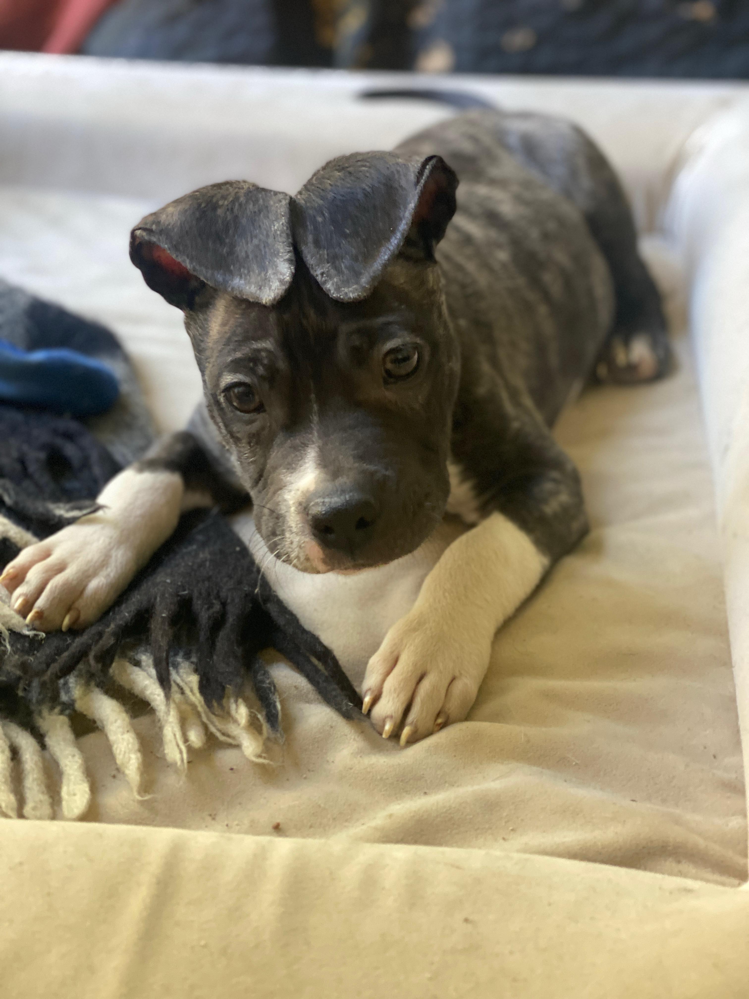 Bino, ADOPTABLE, Puppy Male Pit Bull Terrier.