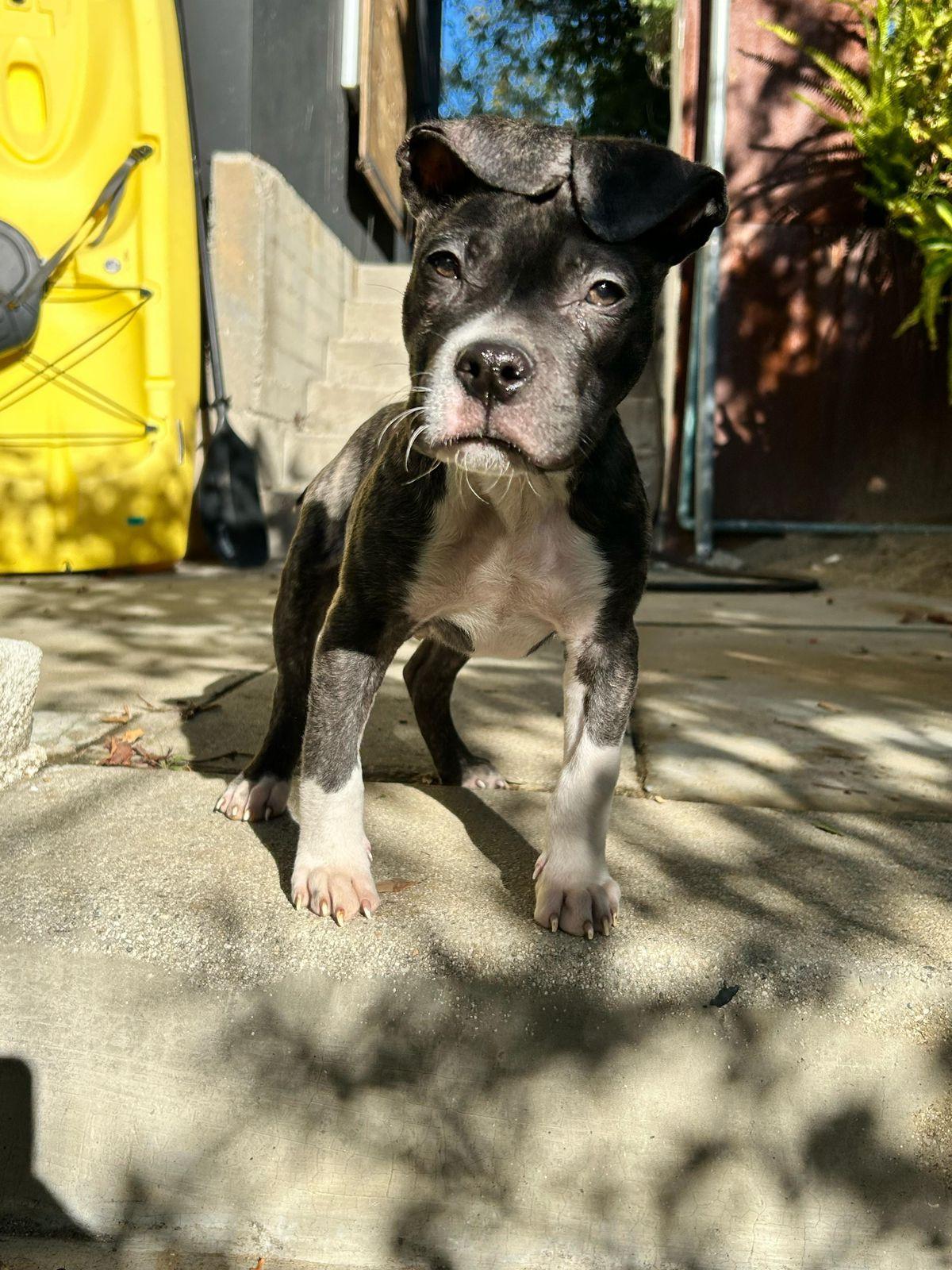 Enlarge Bino, a ADOPTABLE mixed breed in Los Angeles, CA image 2/5