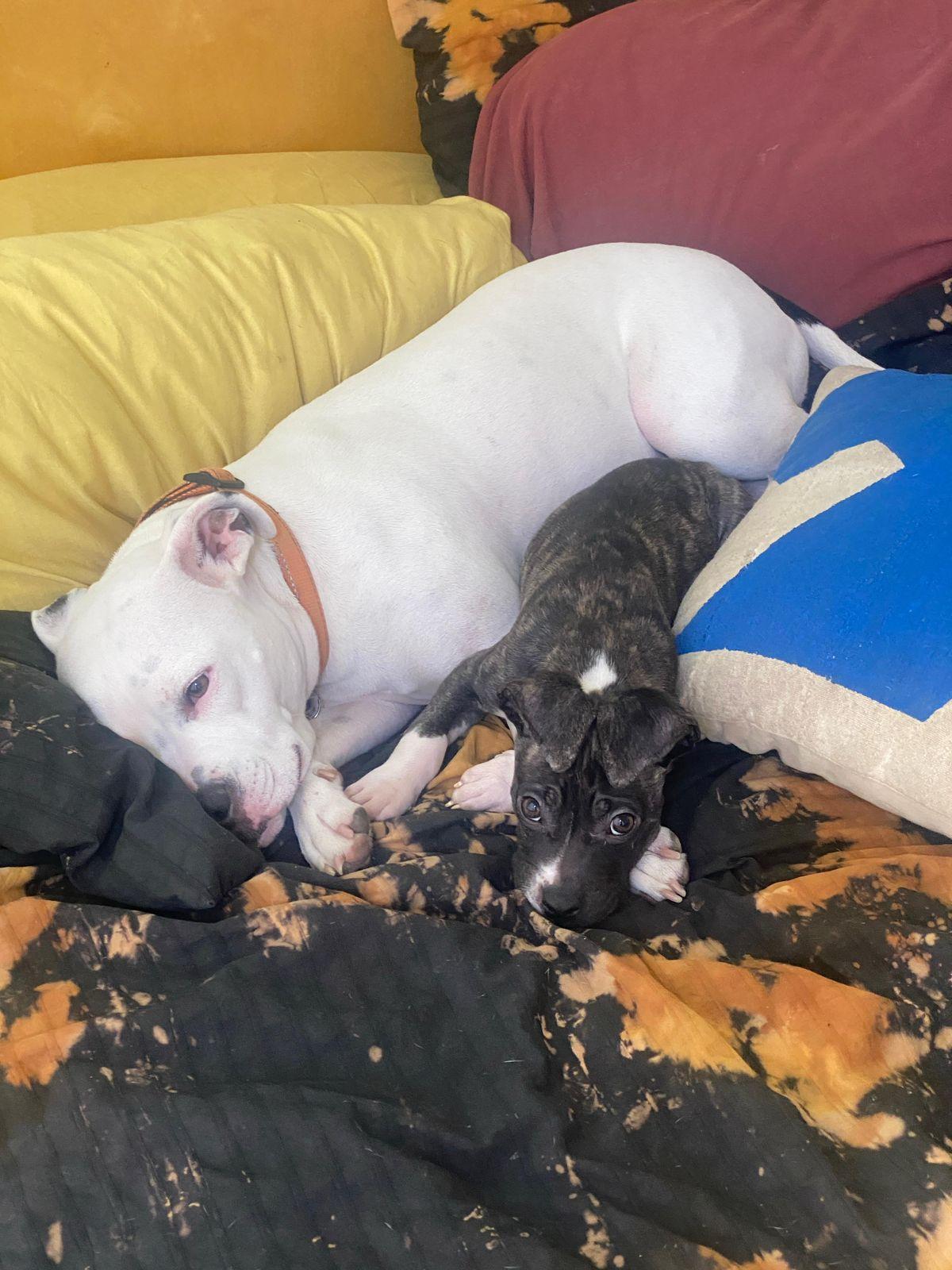 Enlarge Bino, a ADOPTABLE mixed breed in Los Angeles, CA image 5/5